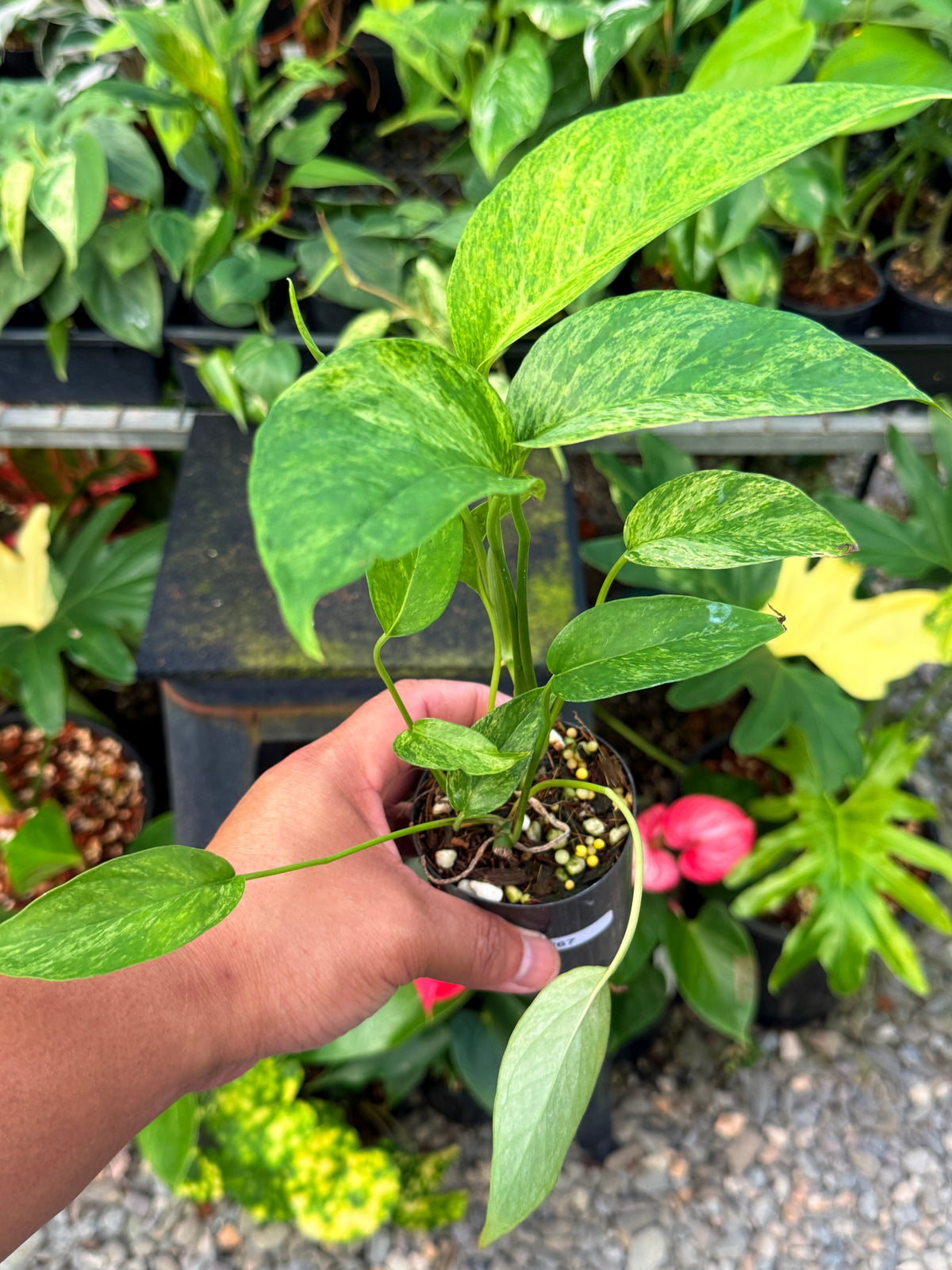 Epipremnum pinnatum 'Mnint' W67