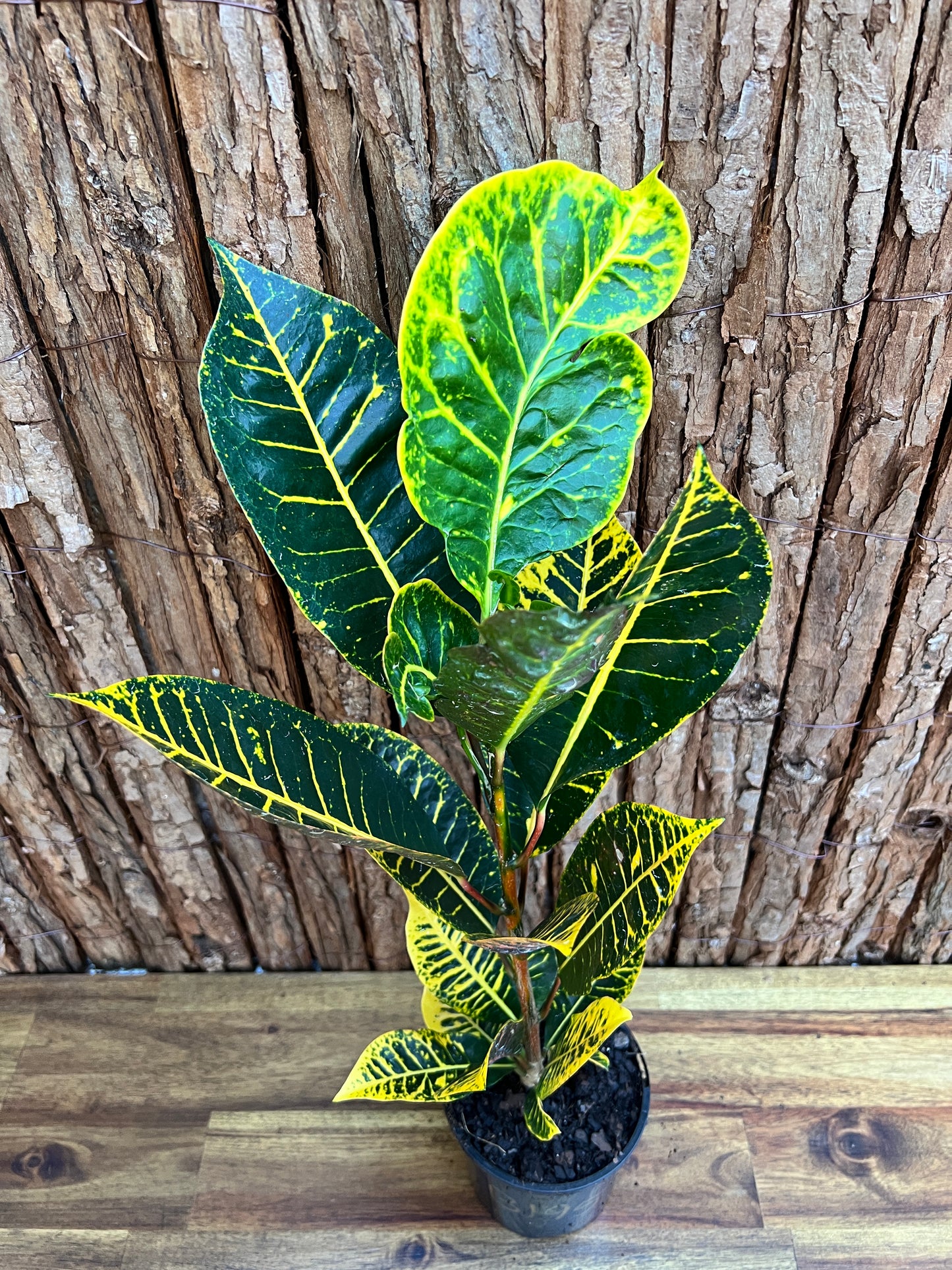 Croton Guanaba Gold B195