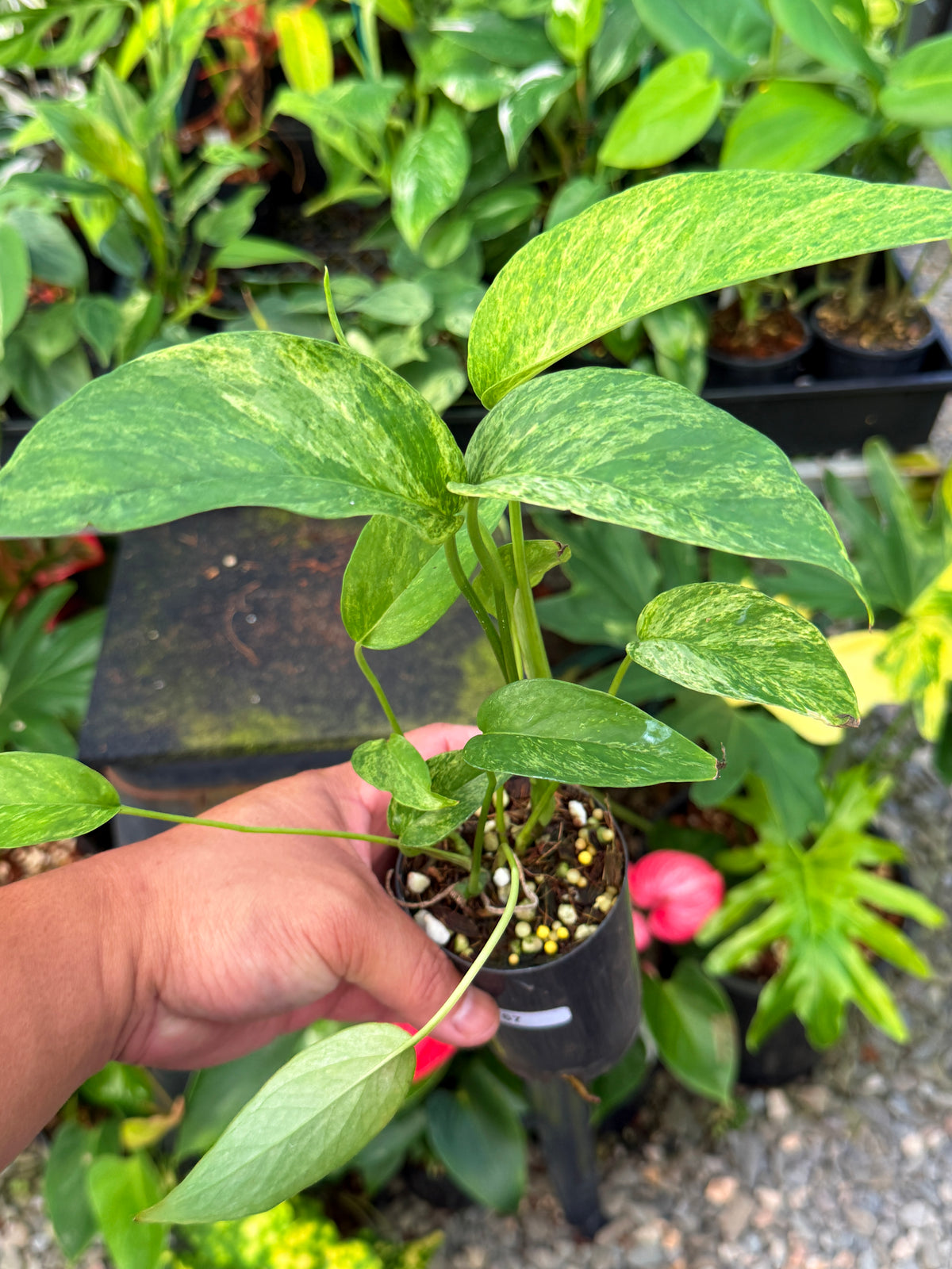 Epipremnum pinnatum 'Mnint' W67