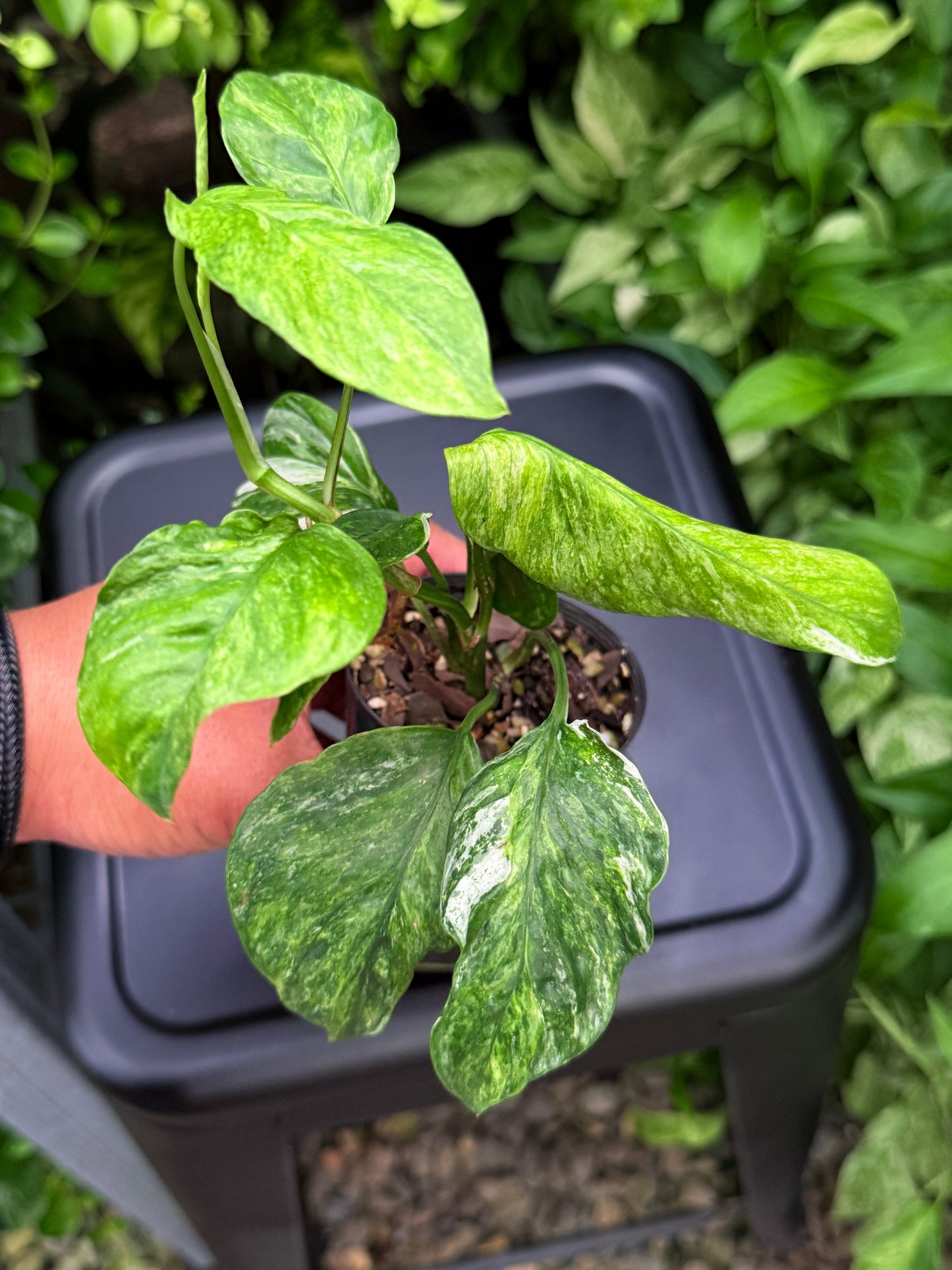 Epipremnum pinnatum 'Bali Hanoman' NONTC I14