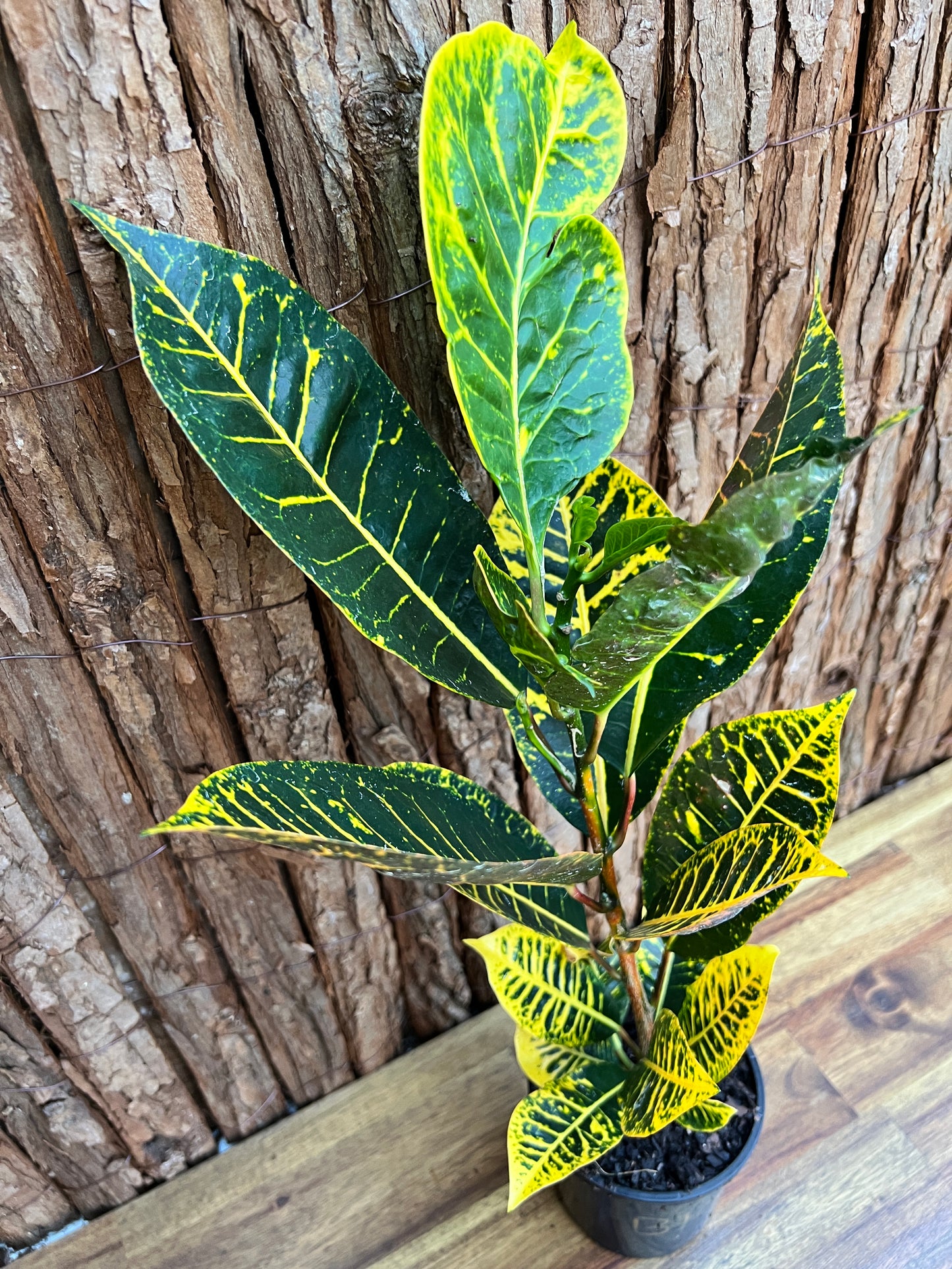 Croton Guanaba Gold B195