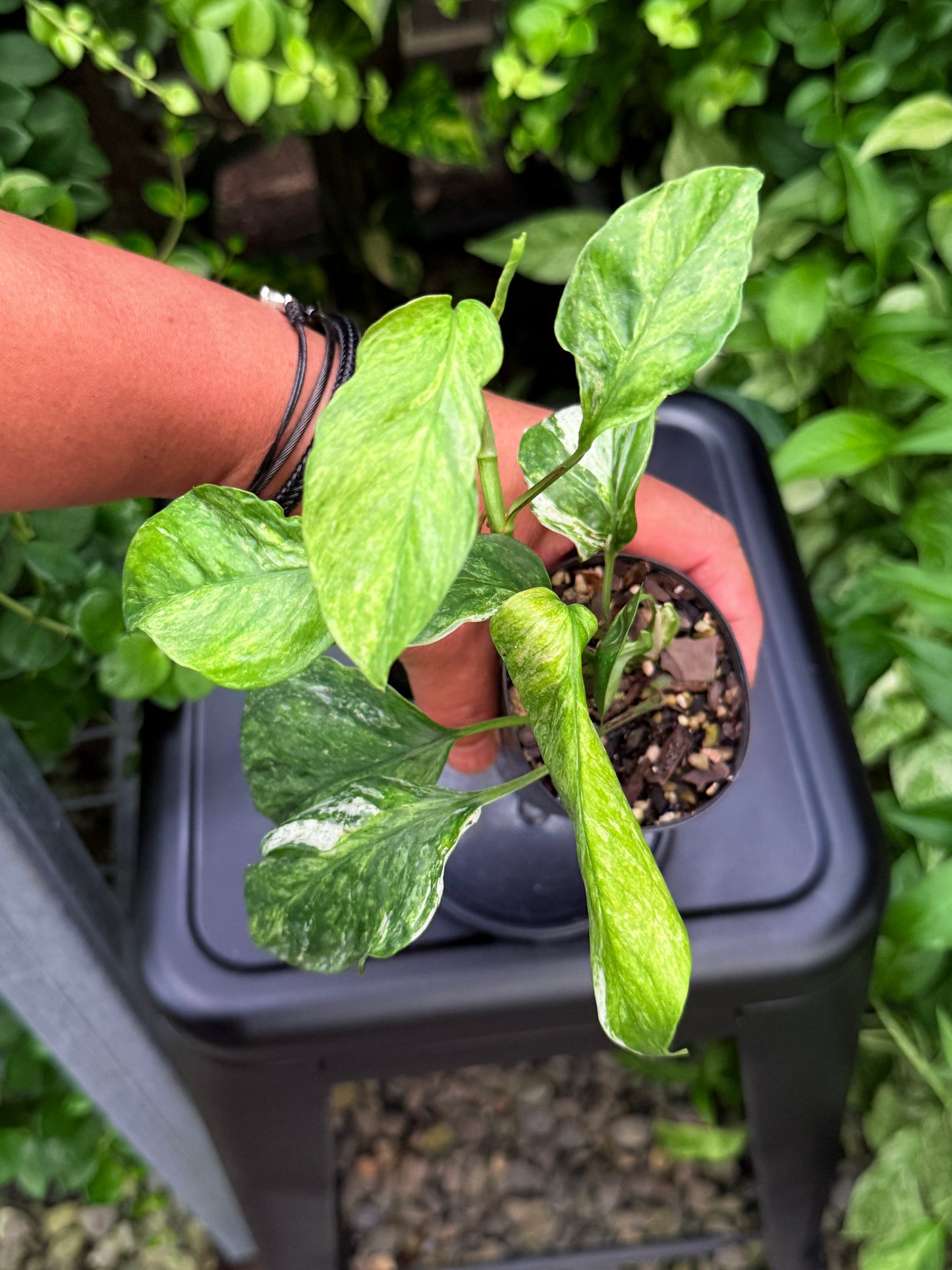 Epipremnum pinnatum 'Bali Hanoman' NONTC I14