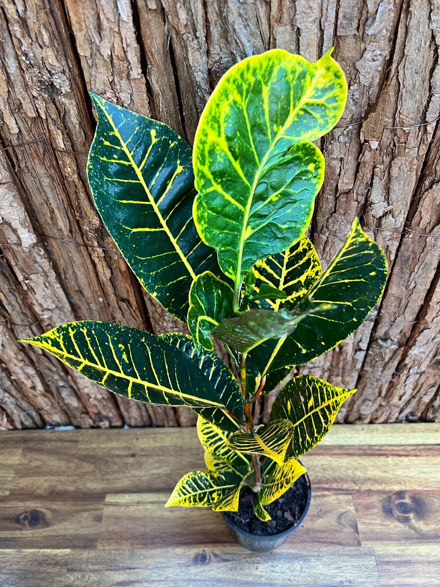 Croton Guanaba Gold B195