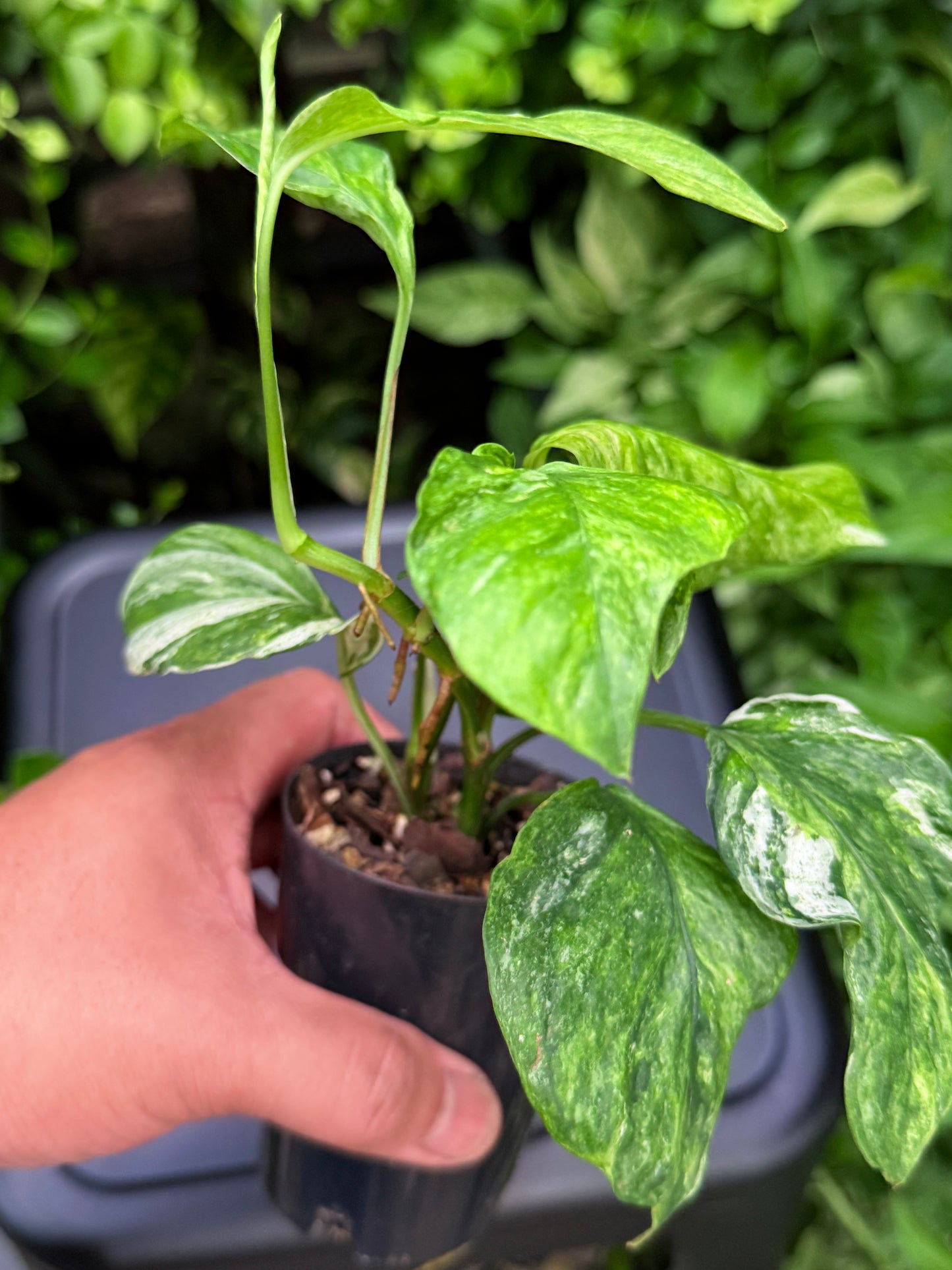 Epipremnum pinnatum 'Bali Hanoman' NONTC I14