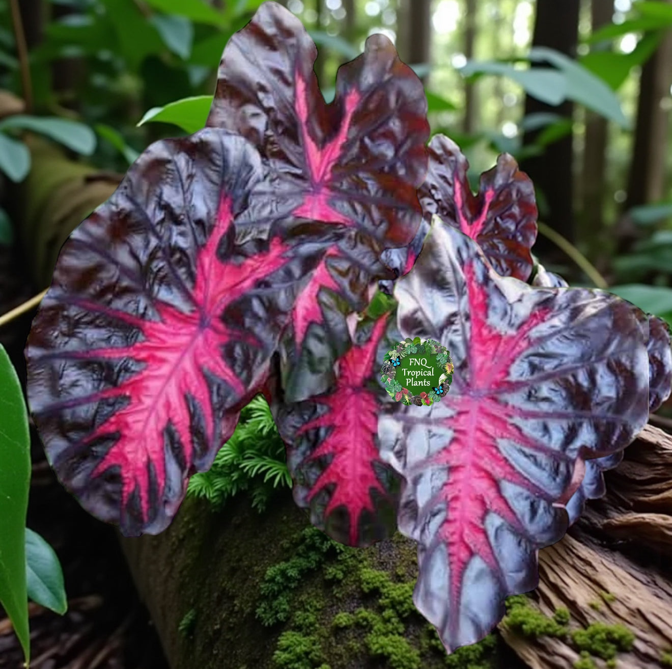 Colocasia 'Cherry Ripe' E52