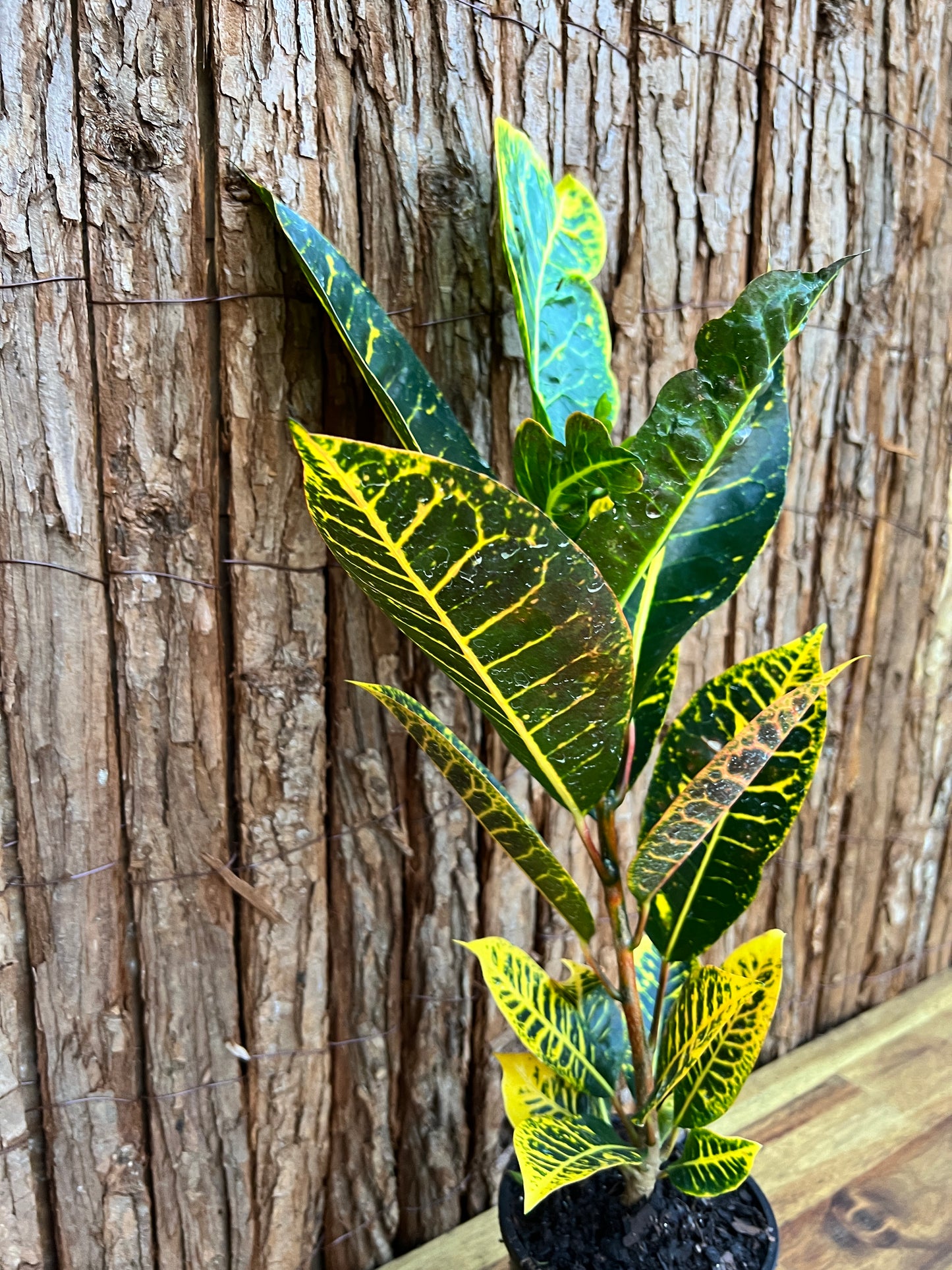 Croton Guanaba Gold B195