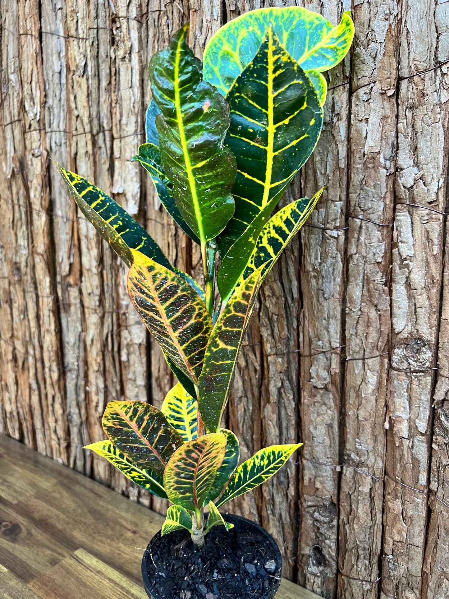 Croton Guanaba Gold B195