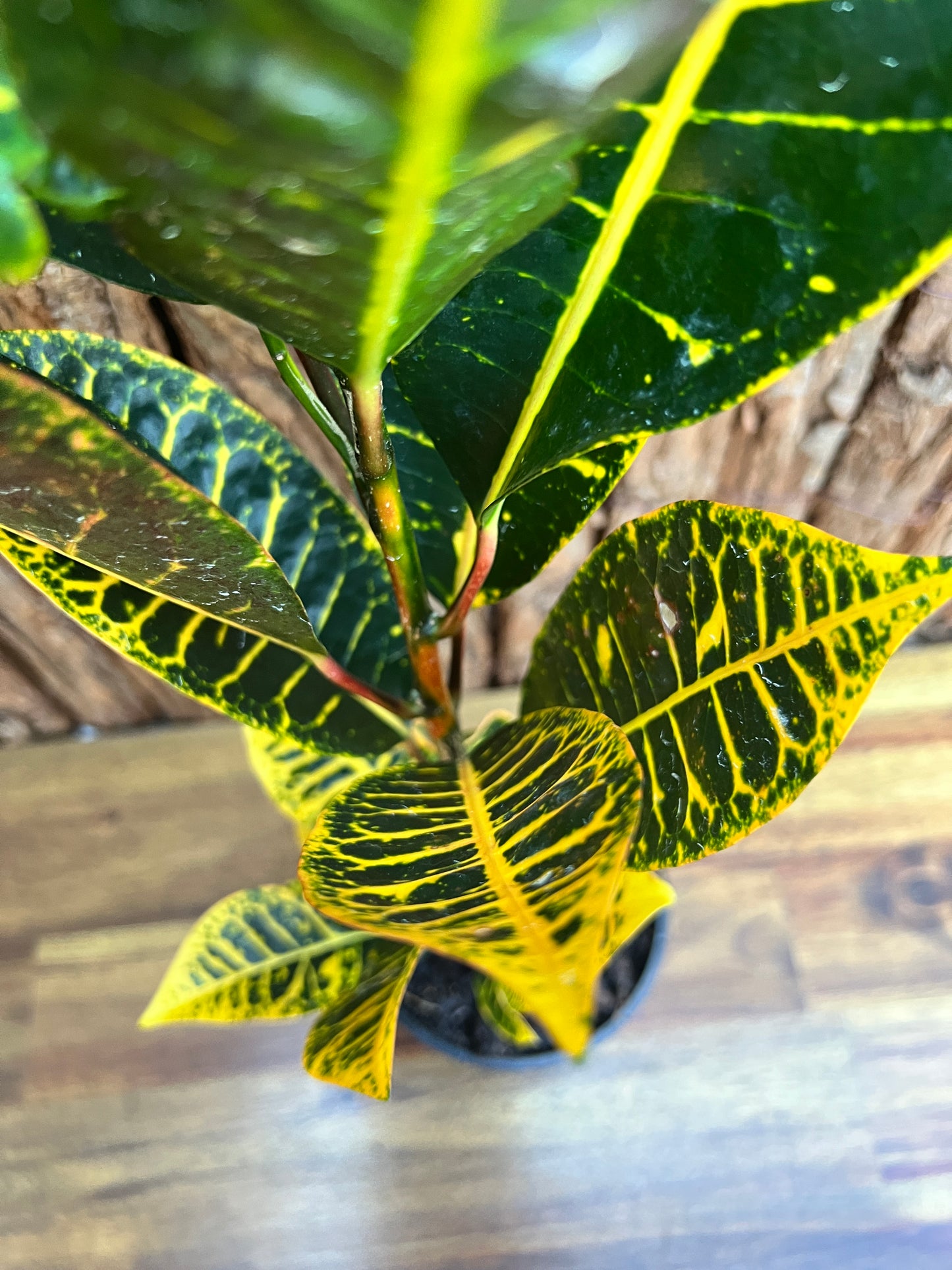 Croton Guanaba Gold B195