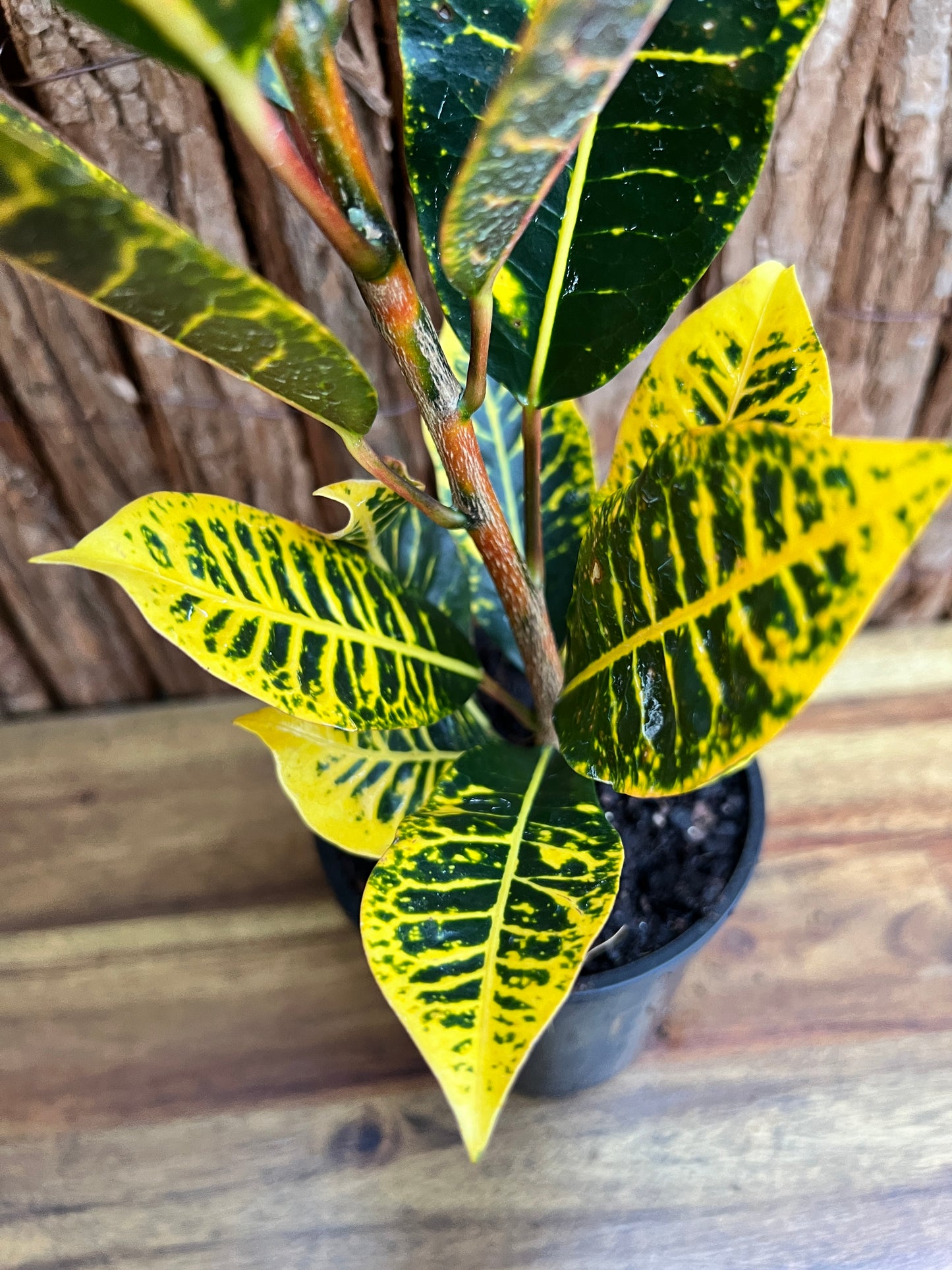 Croton Guanaba Gold B195