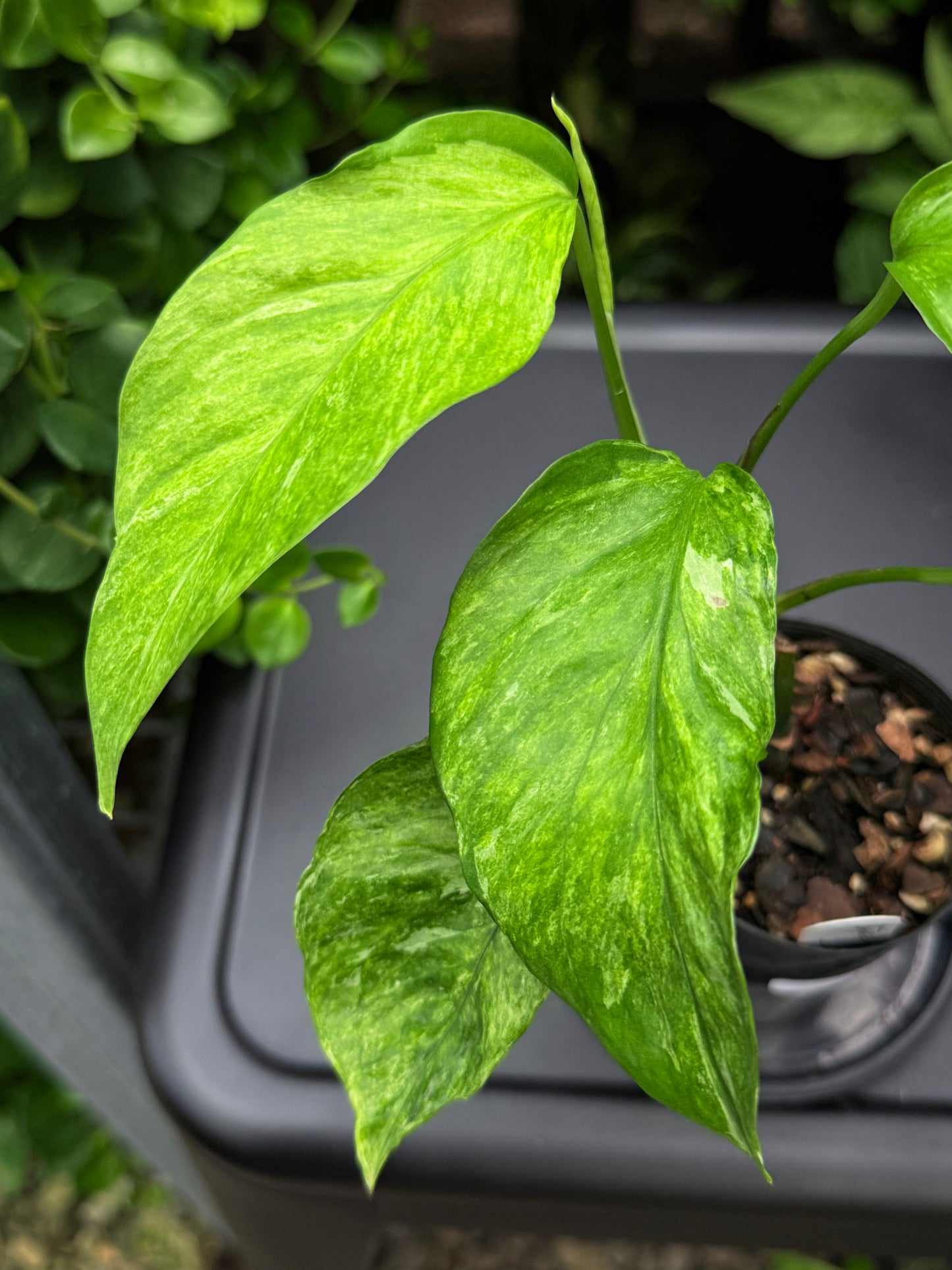 Epipremnum pinnatum 'Bali Hanoman' NONTC I11