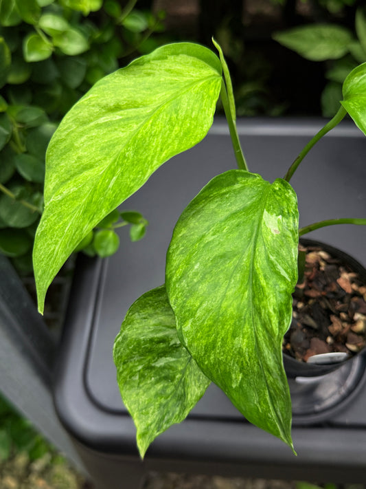 Epipremnum pinnatum 'Bali Hanoman' NONTC I11