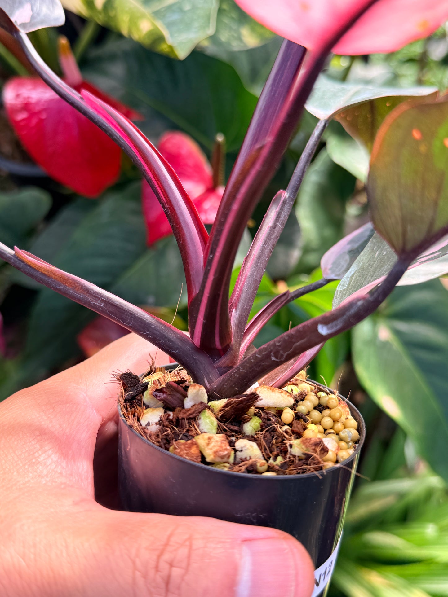 Philodendron 'Pink Princess Marble' N12