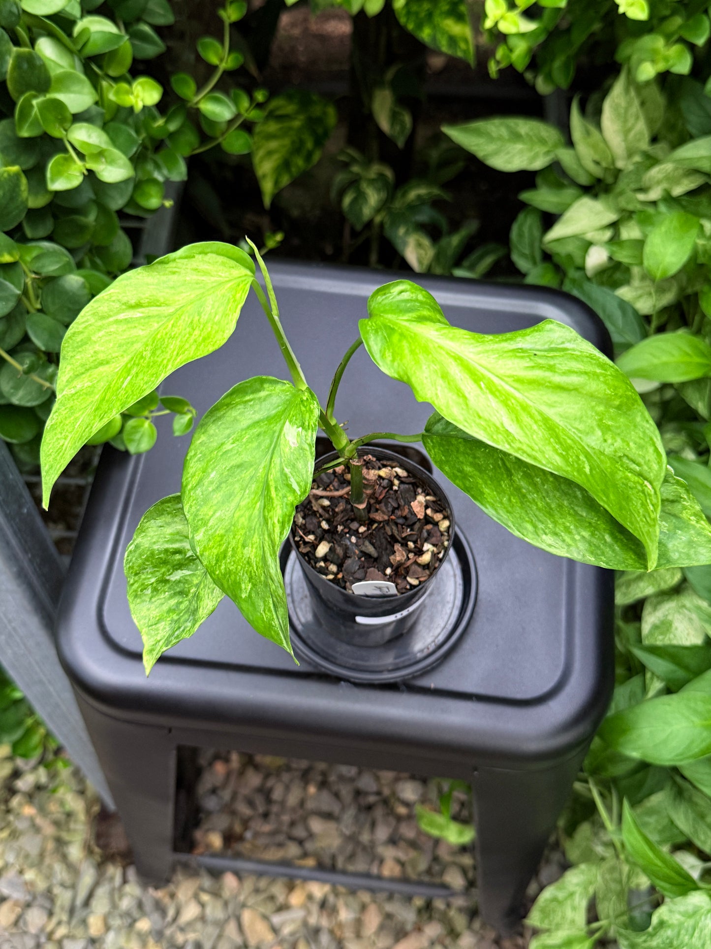 Epipremnum pinnatum 'Bali Hanoman' NONTC I11