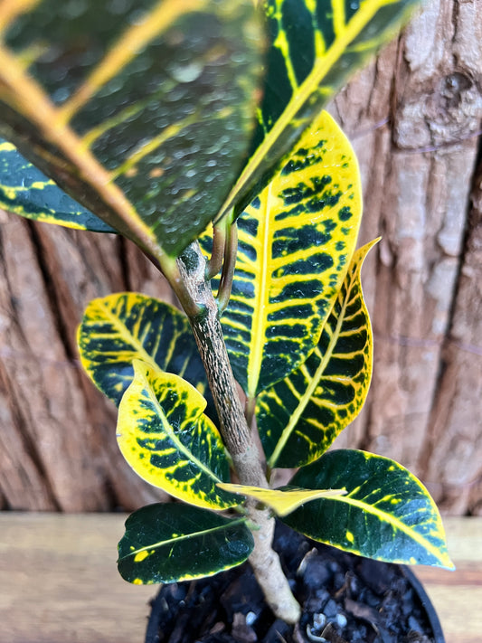 Croton Guanaba Gold B196