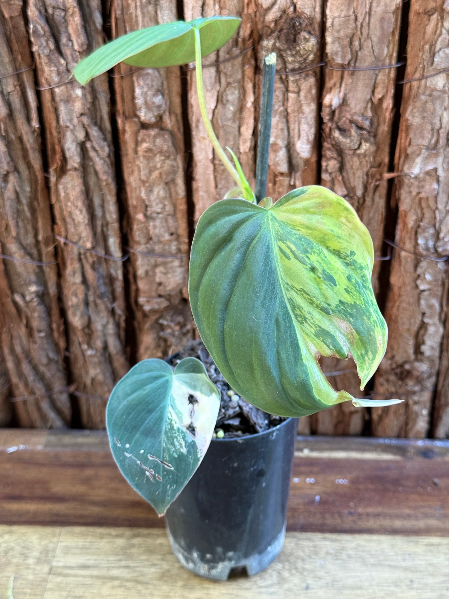 Philodendron Micans Variegata H41