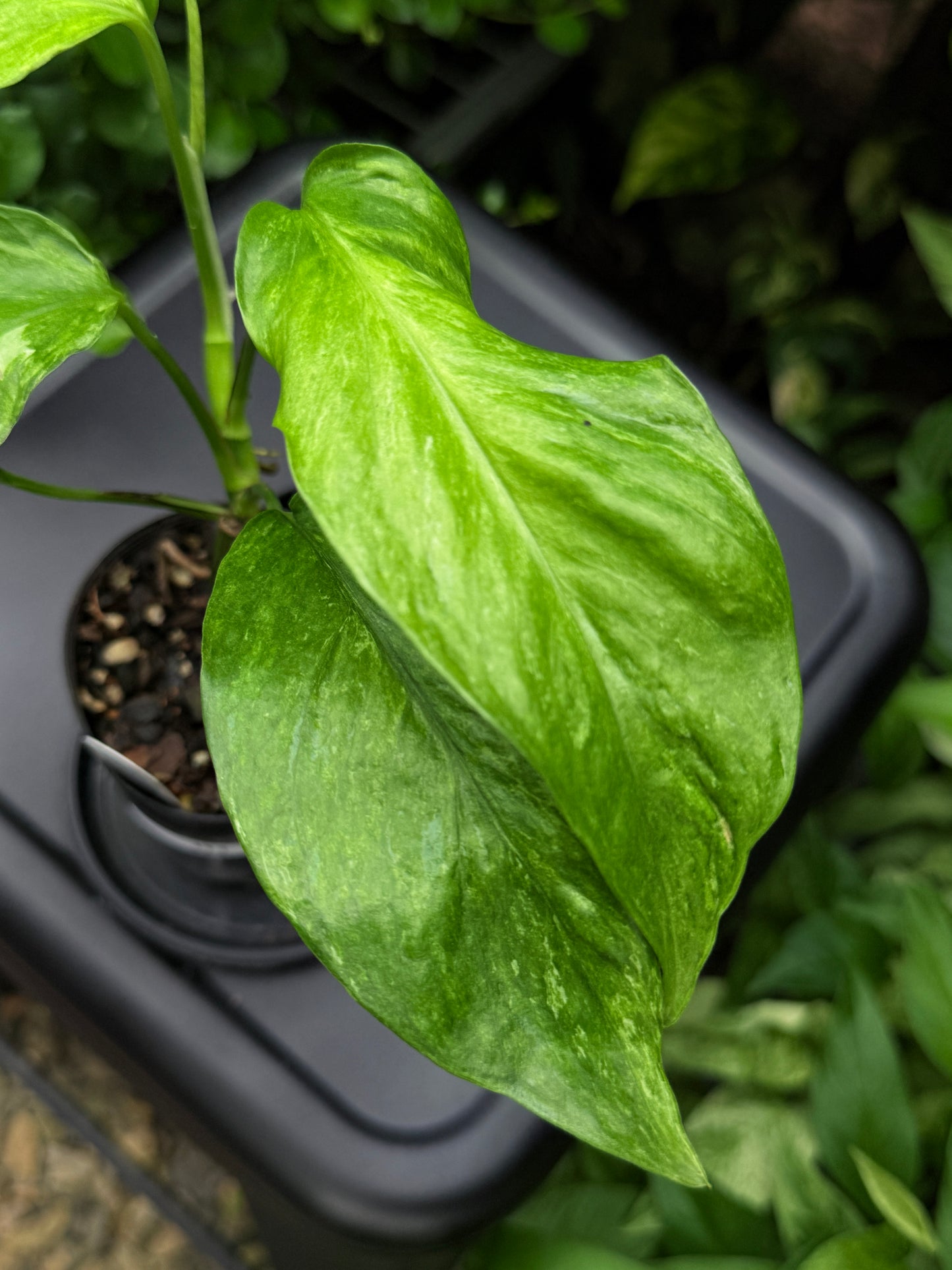 Epipremnum pinnatum 'Bali Hanoman' NONTC I11