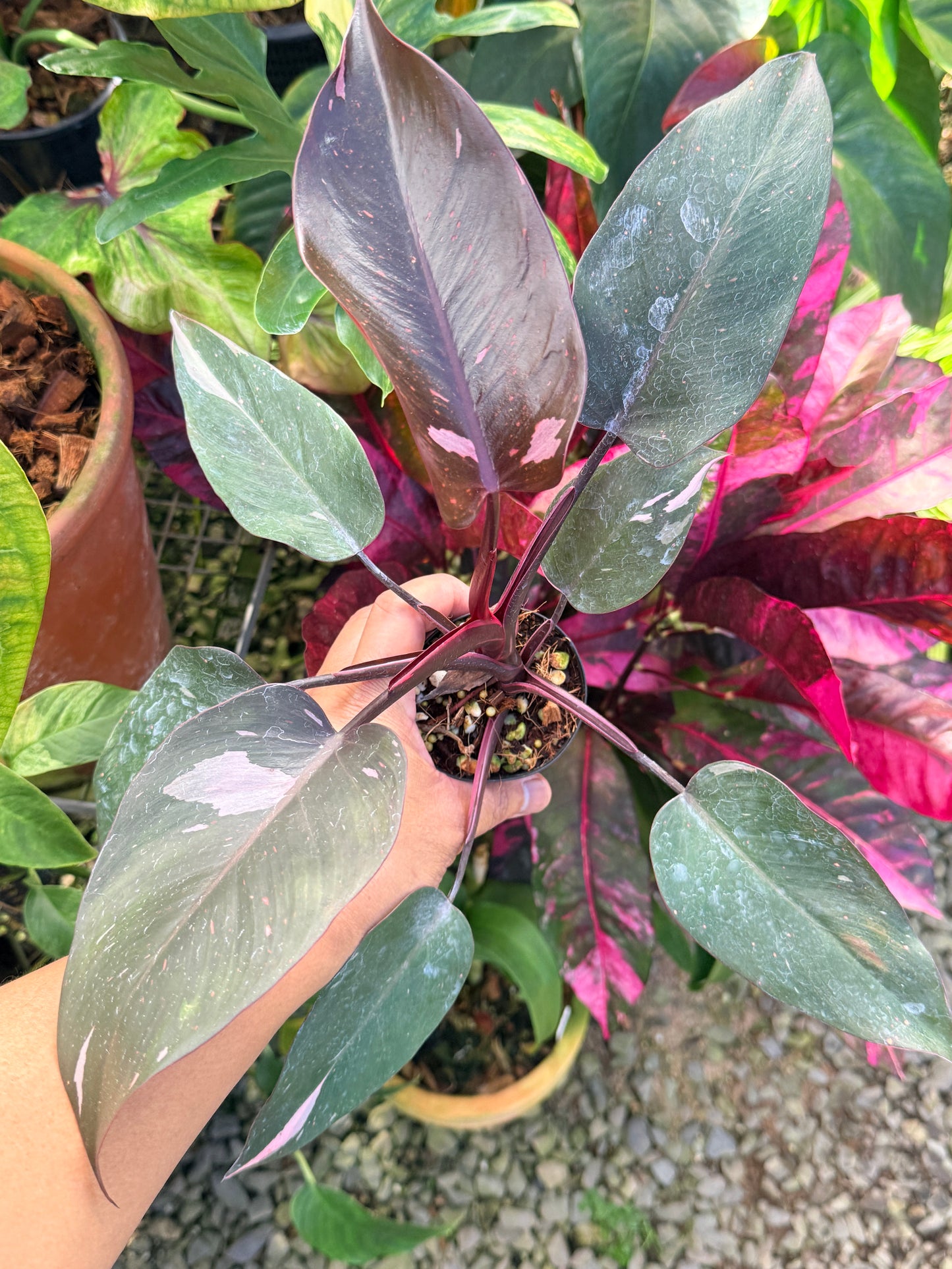 Philodendron 'Pink Princess Marble' N14
