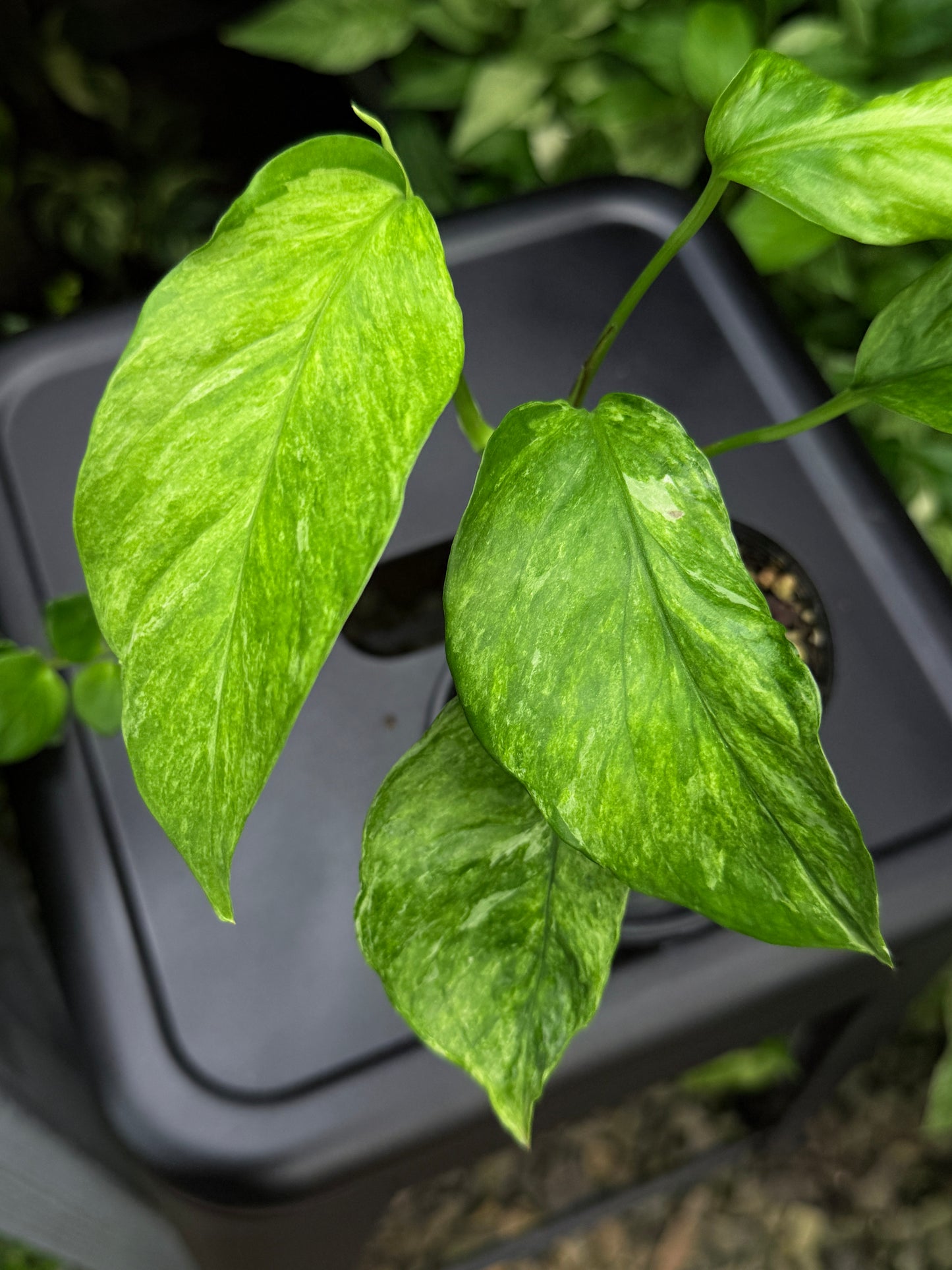 Epipremnum pinnatum 'Bali Hanoman' NONTC I11