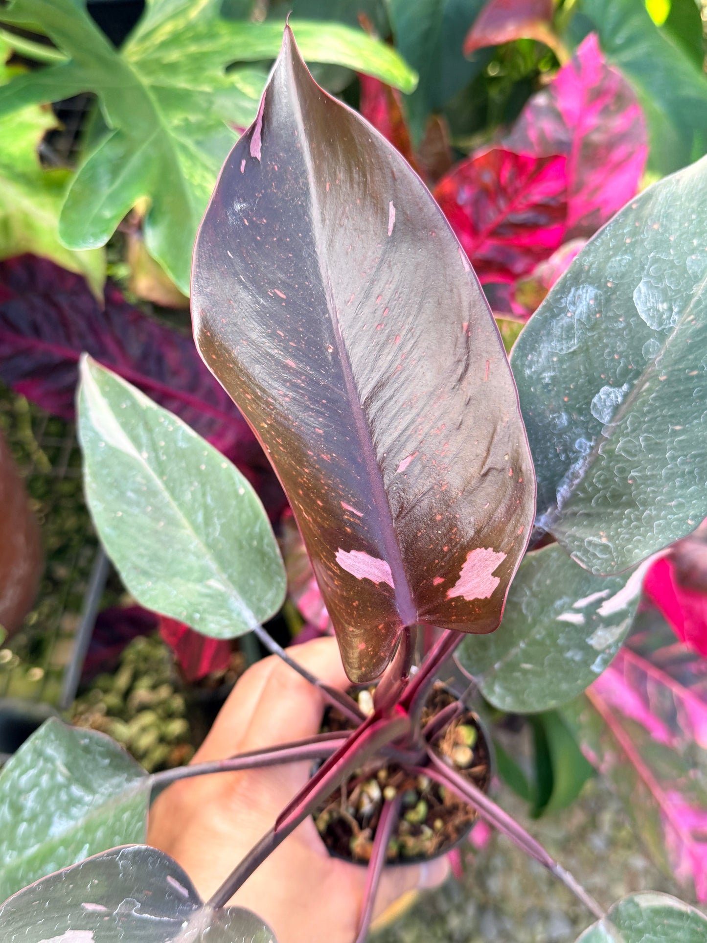 Philodendron 'Pink Princess Marble' N14
