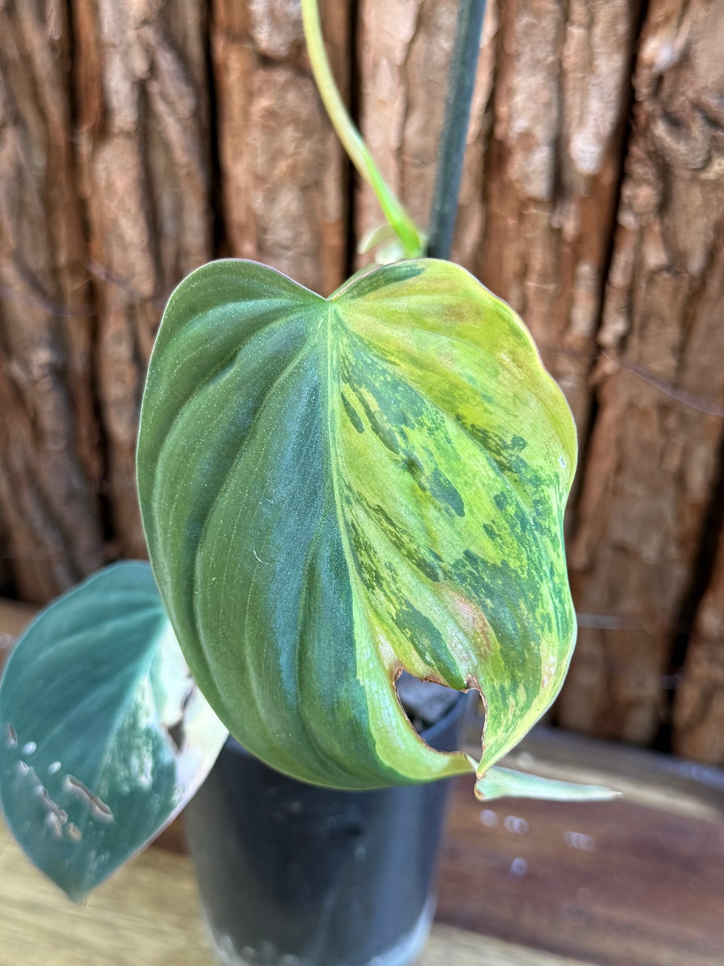 Philodendron Micans Variegata H41