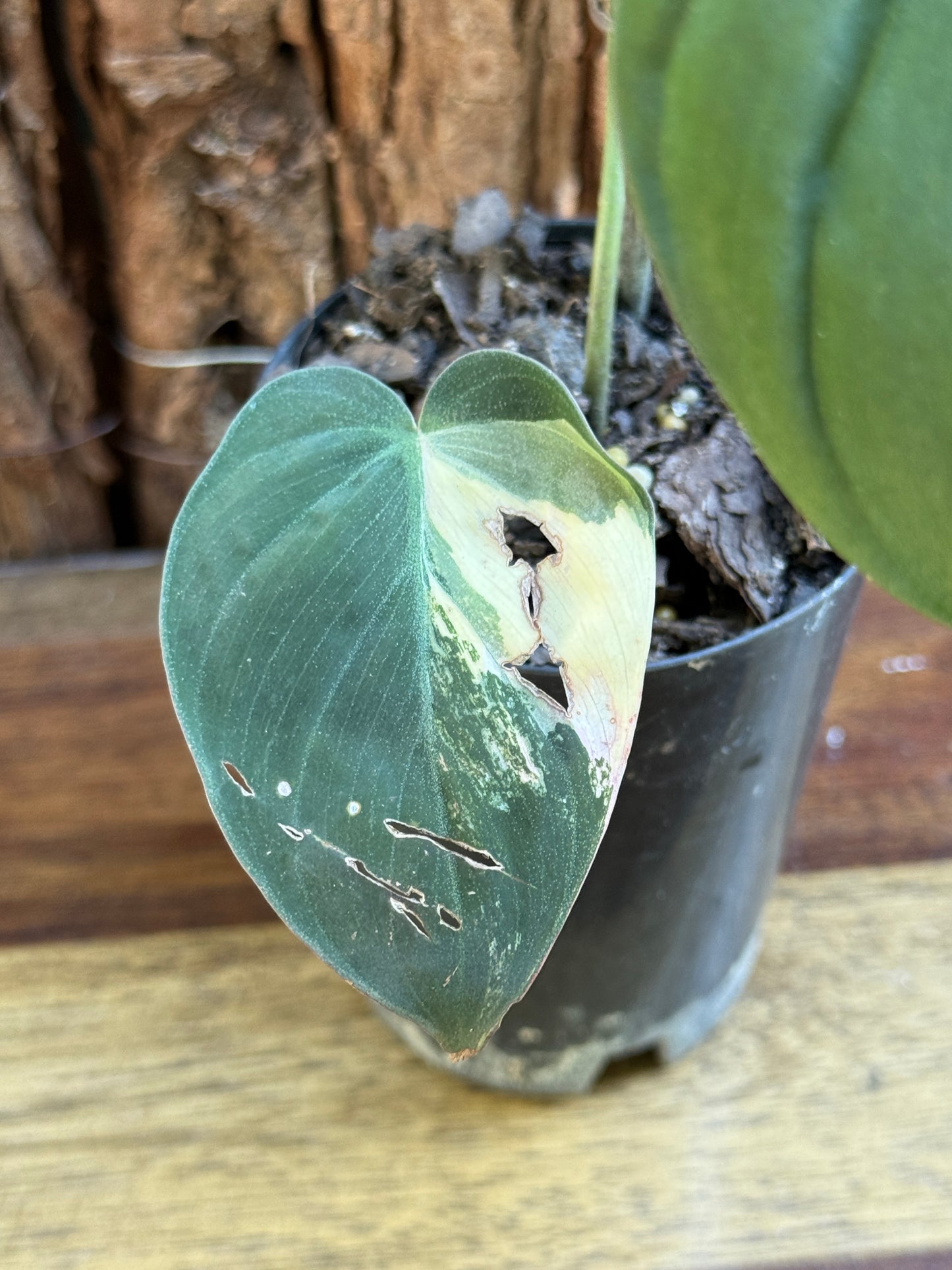 Philodendron Micans Variegata H41