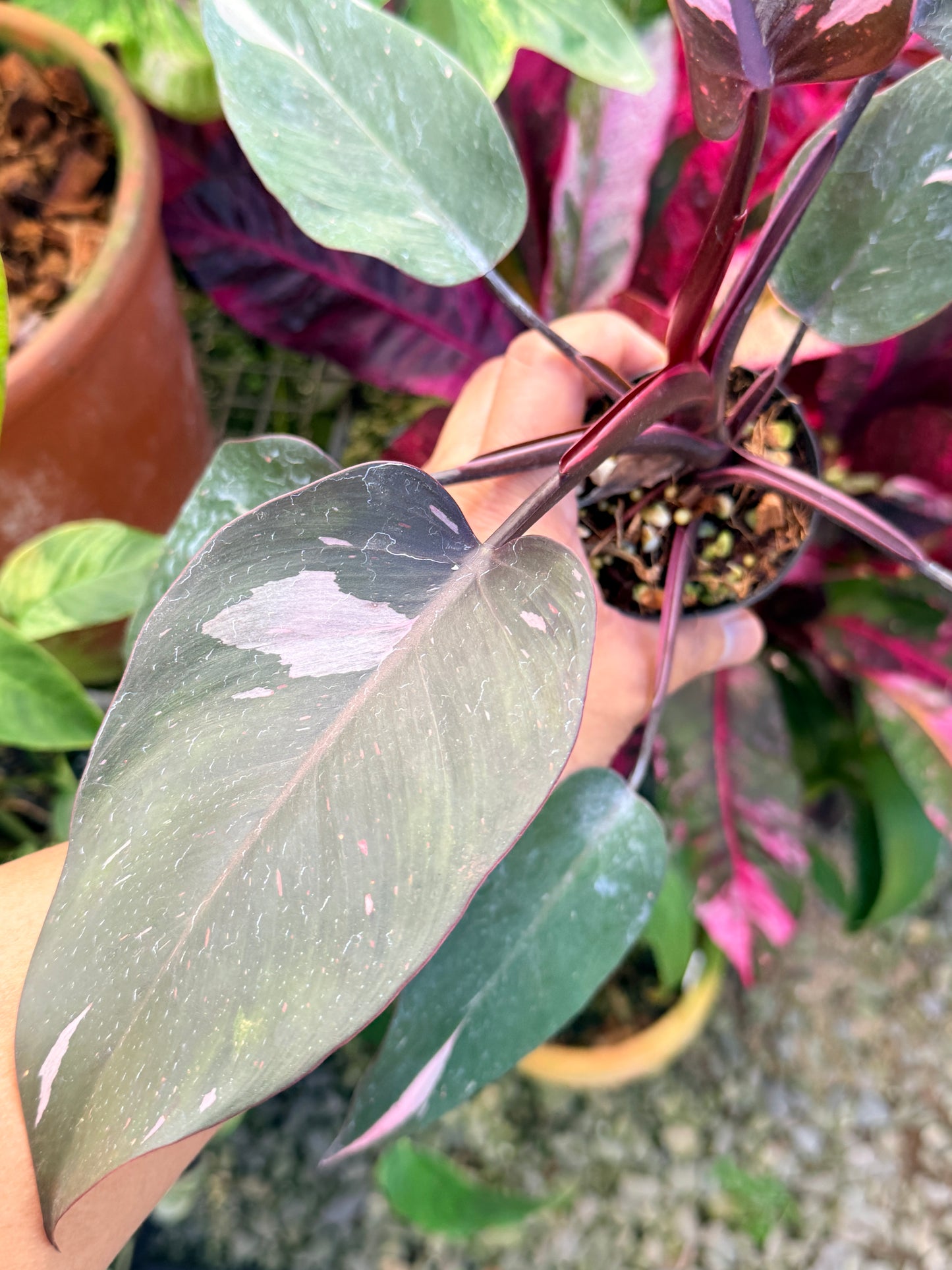 Philodendron 'Pink Princess Marble' N14