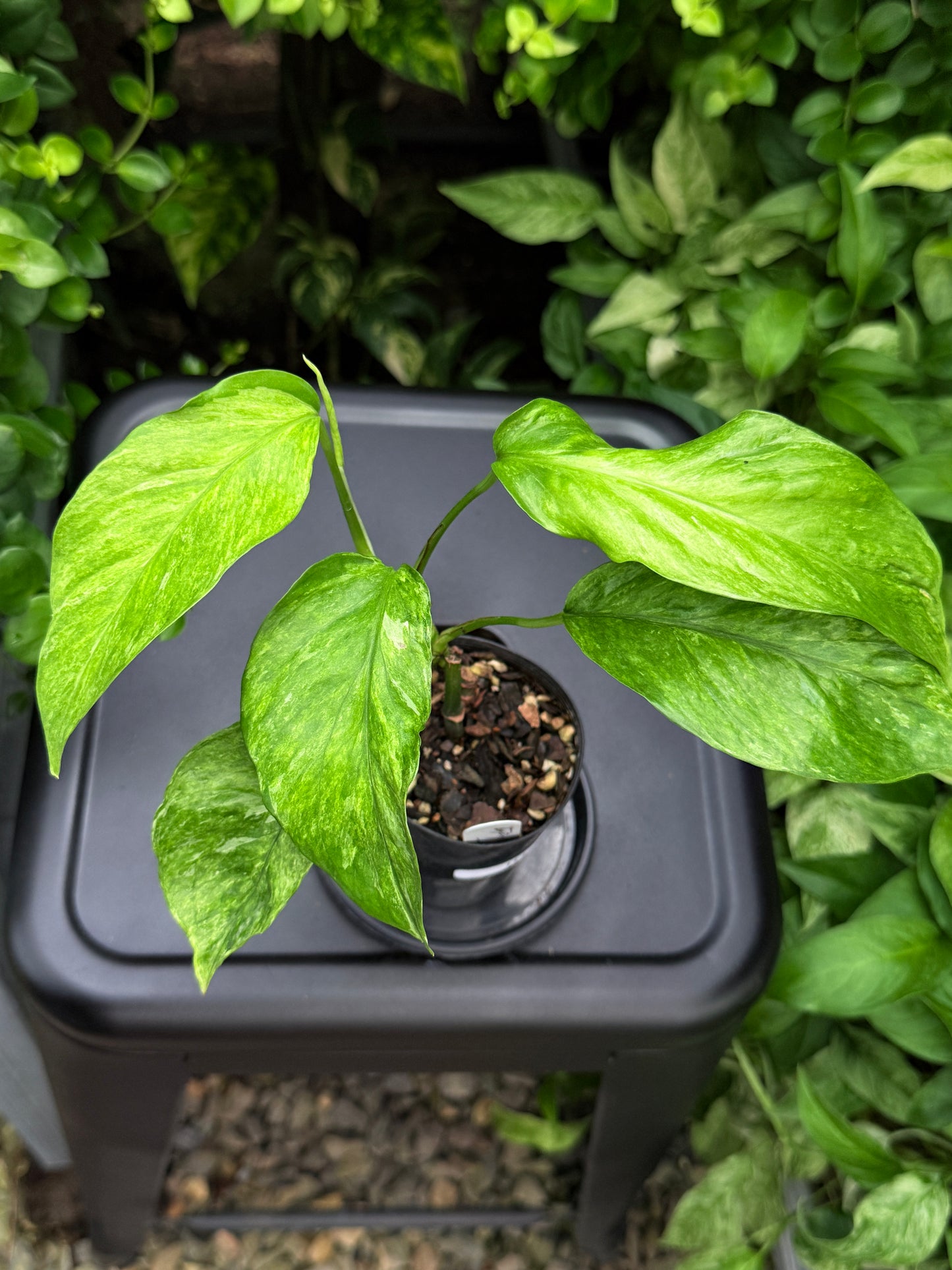 Epipremnum pinnatum 'Bali Hanoman' NONTC I11
