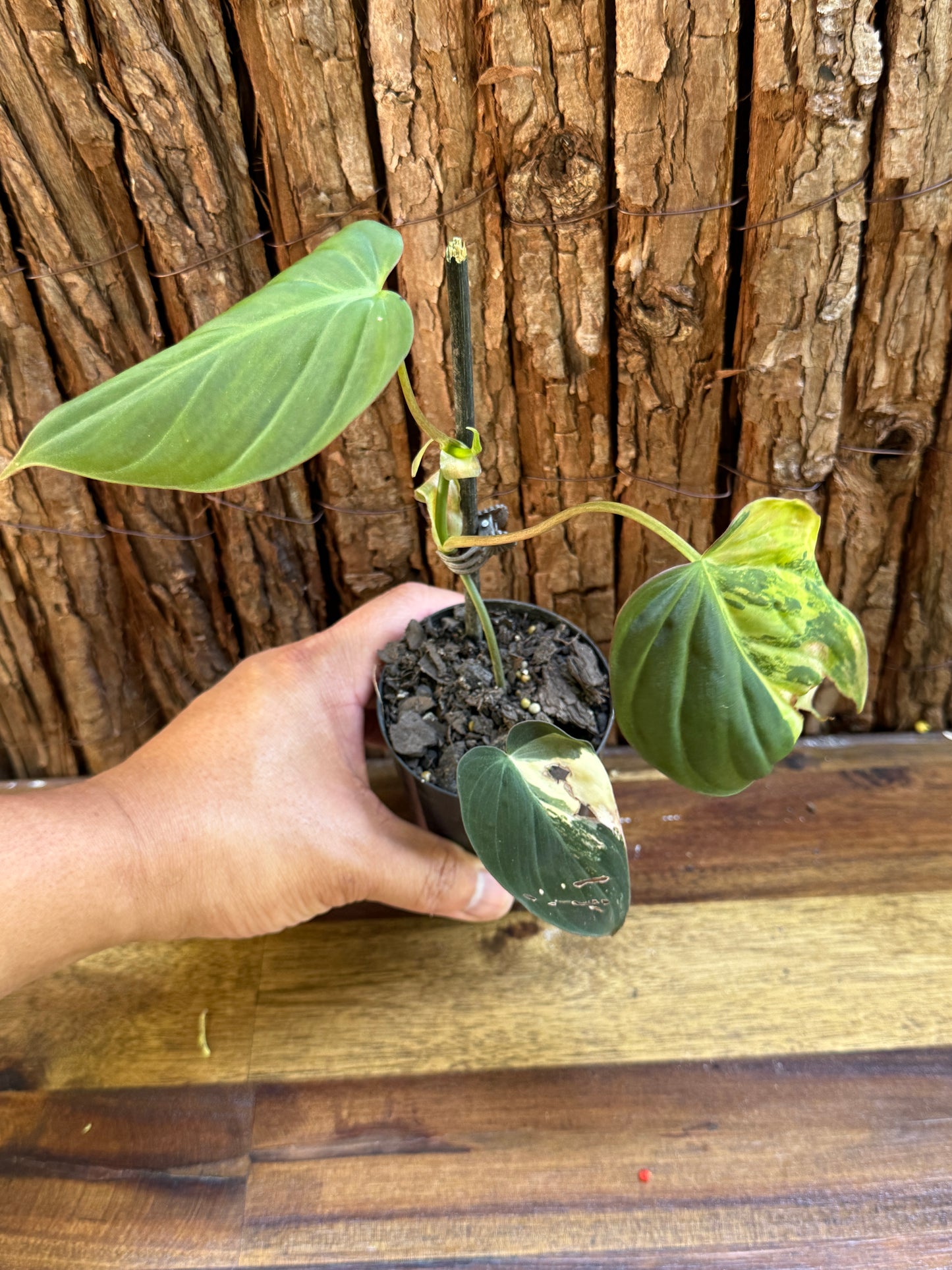 Philodendron Micans Variegata H41