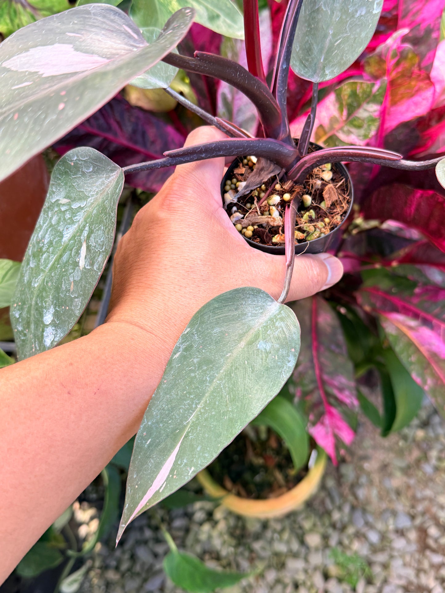 Philodendron 'Pink Princess Marble' N14