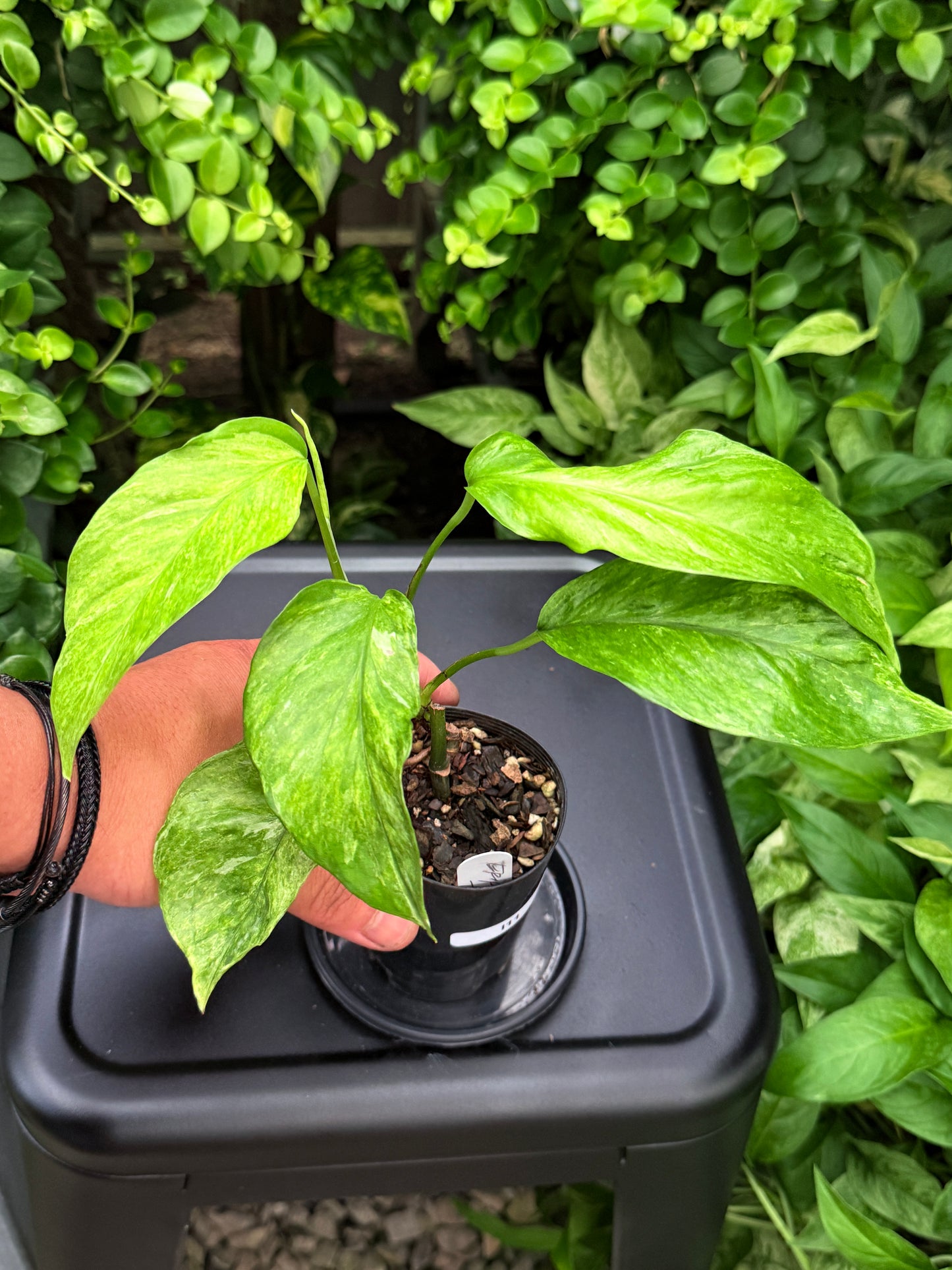 Epipremnum pinnatum 'Bali Hanoman' NONTC I11