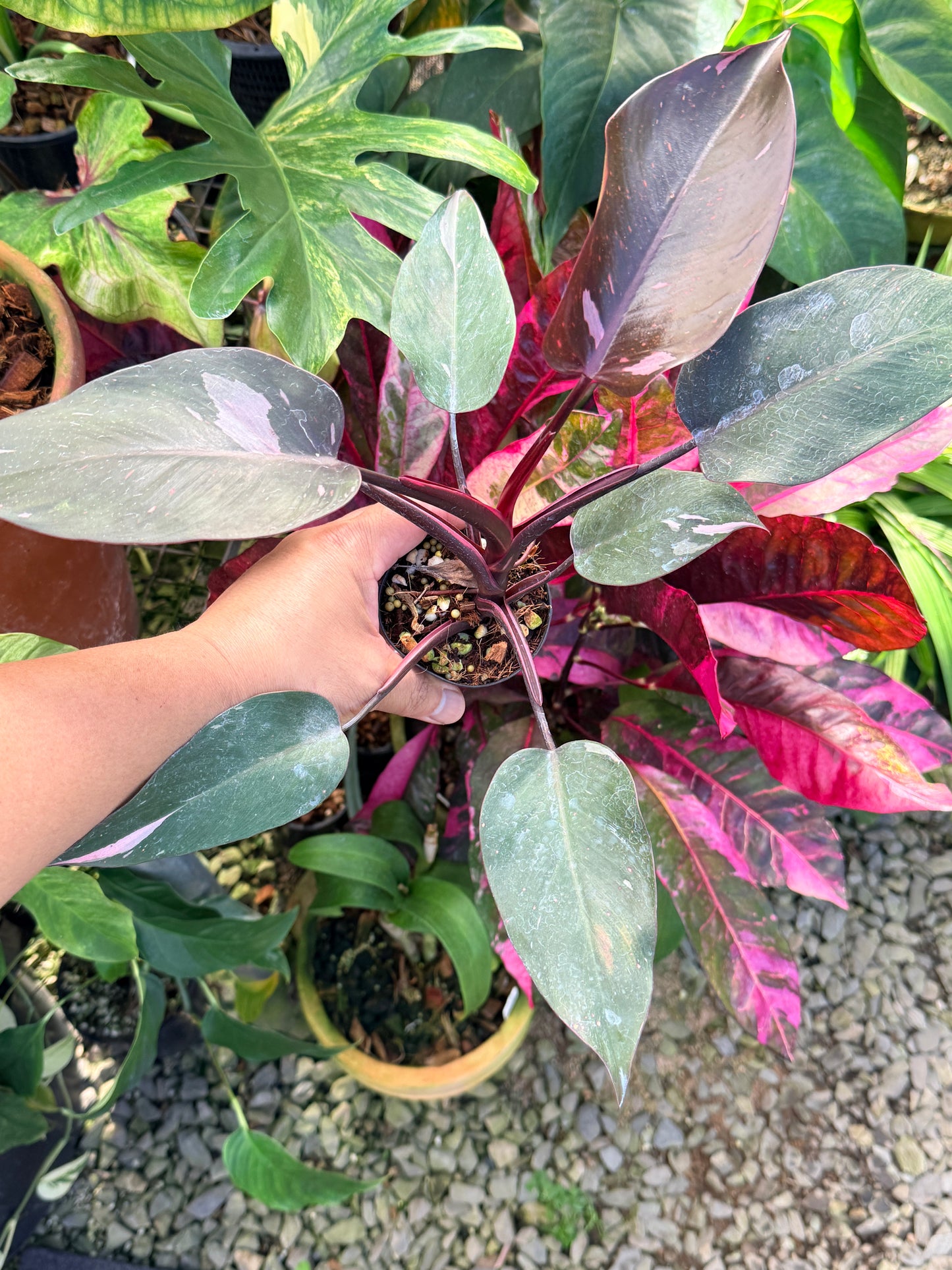 Philodendron 'Pink Princess Marble' N14
