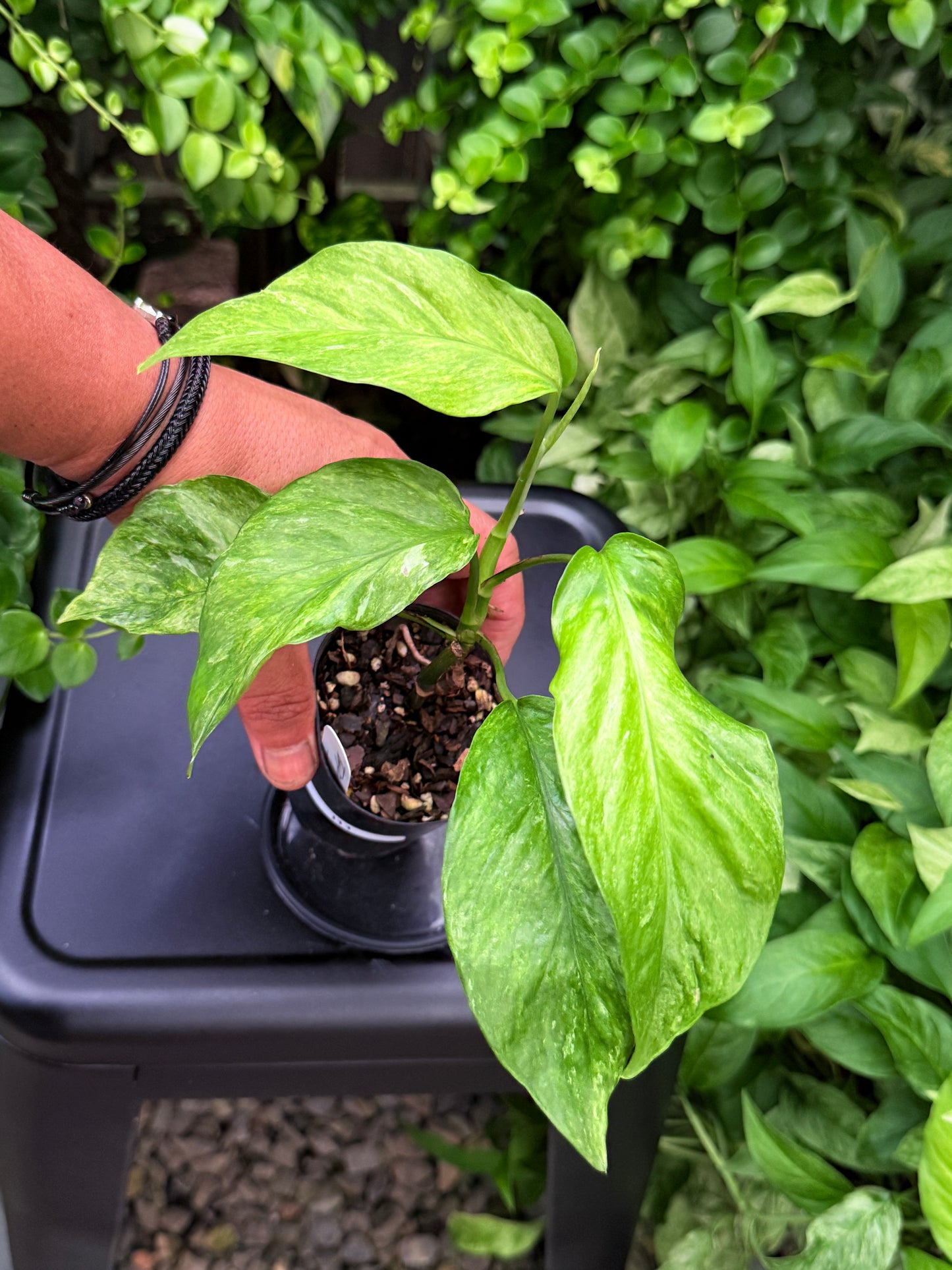 Epipremnum pinnatum 'Bali Hanoman' NONTC I11