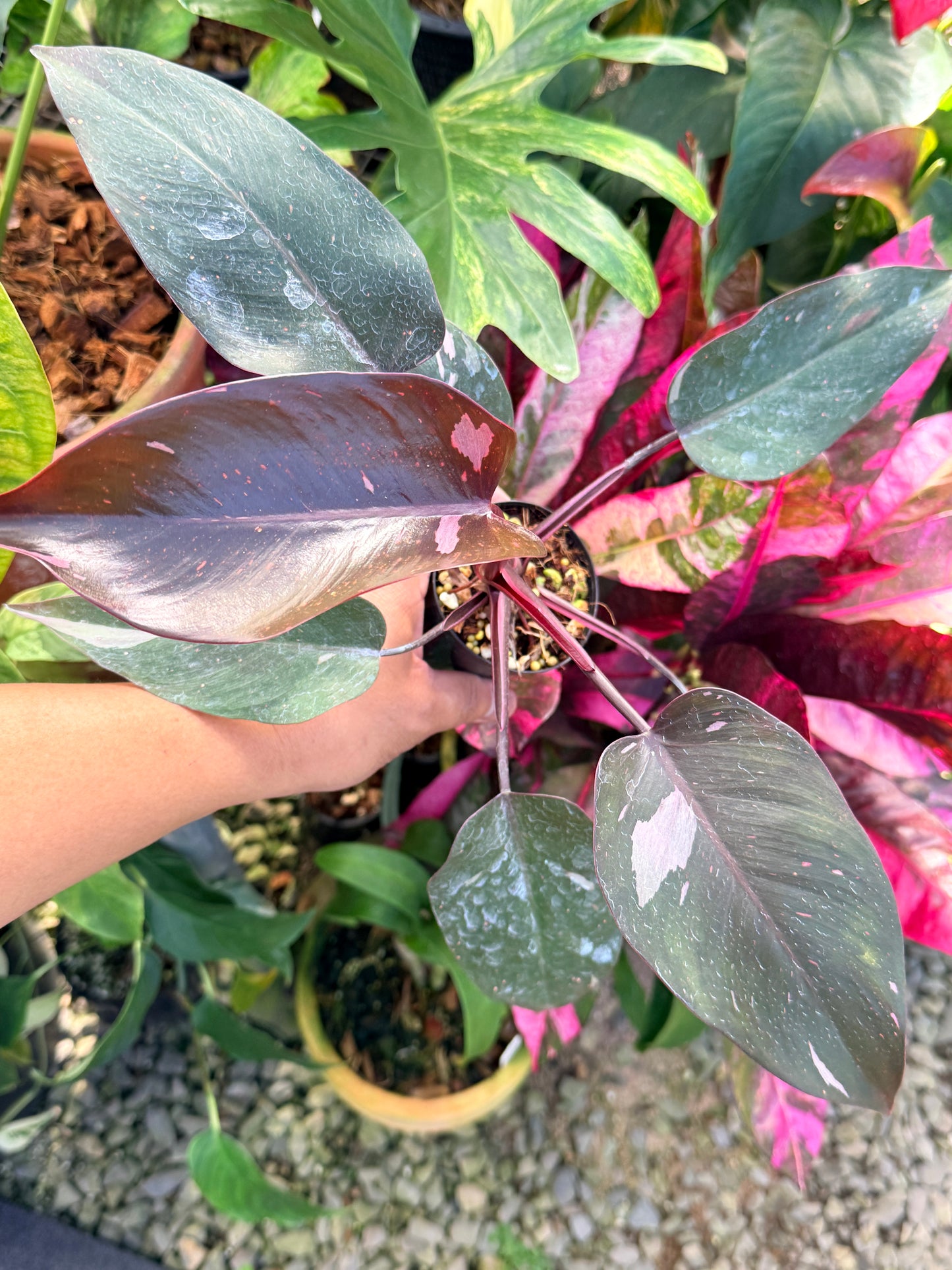 Philodendron 'Pink Princess Marble' N14