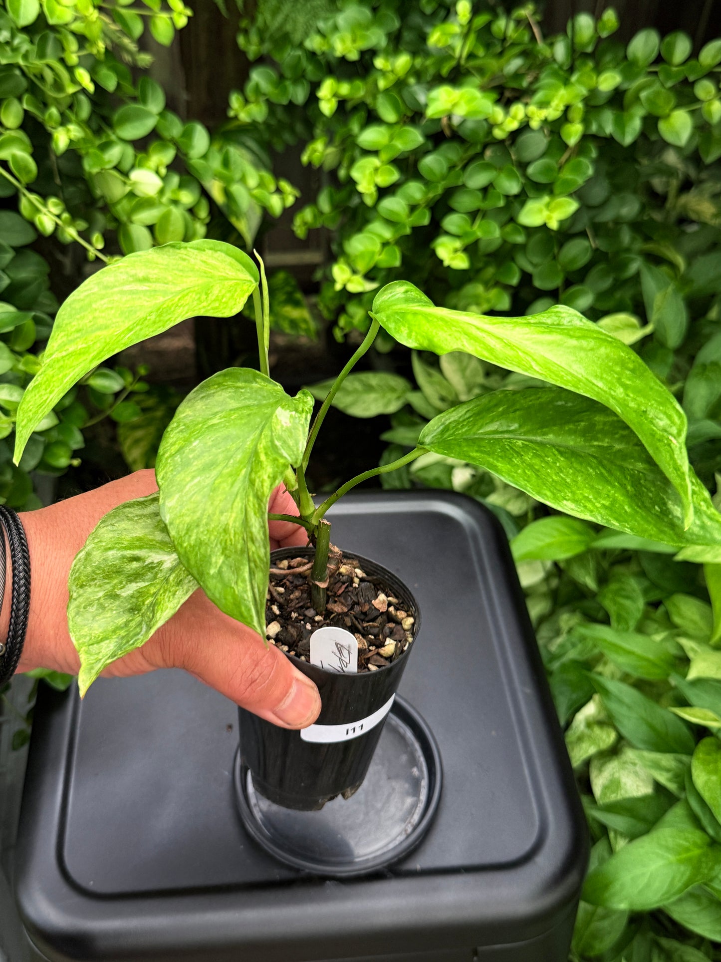 Epipremnum pinnatum 'Bali Hanoman' NONTC I11