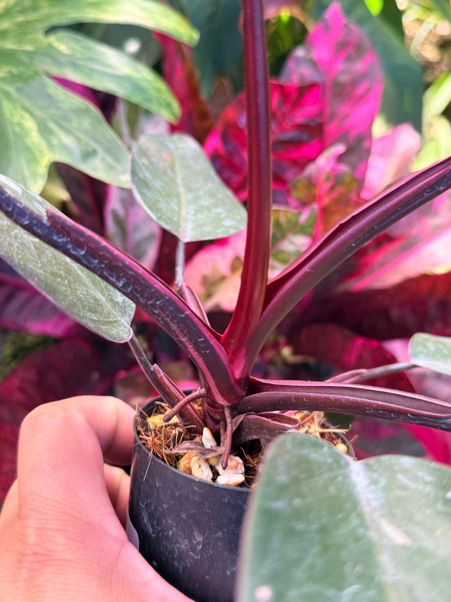 Philodendron 'Pink Princess Marble' N14