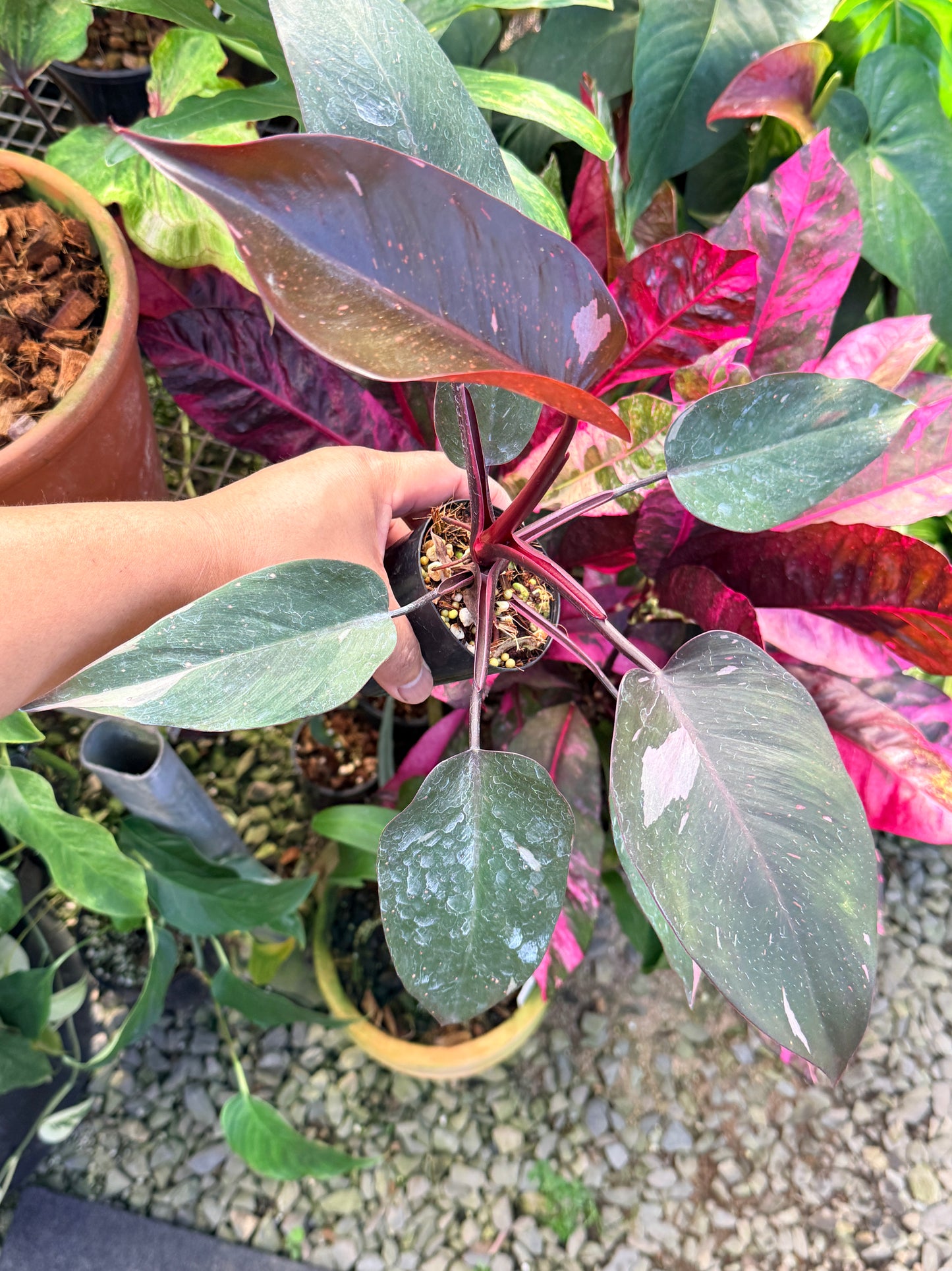 Philodendron 'Pink Princess Marble' N14