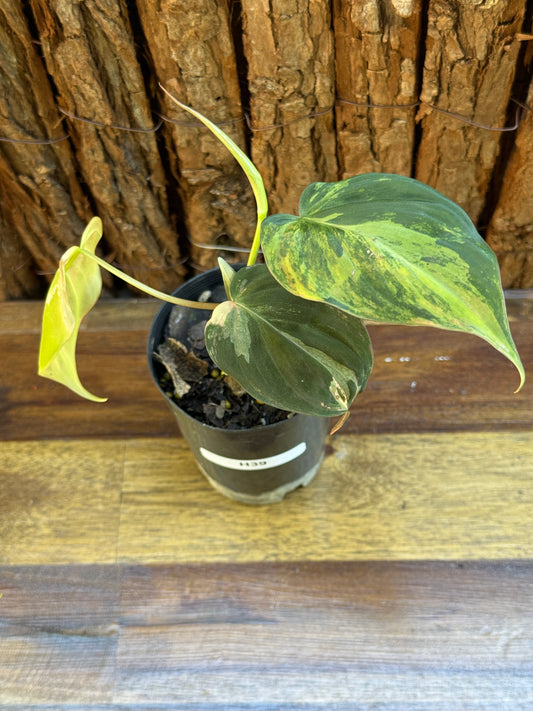 Philodendron Micans Variegata H39