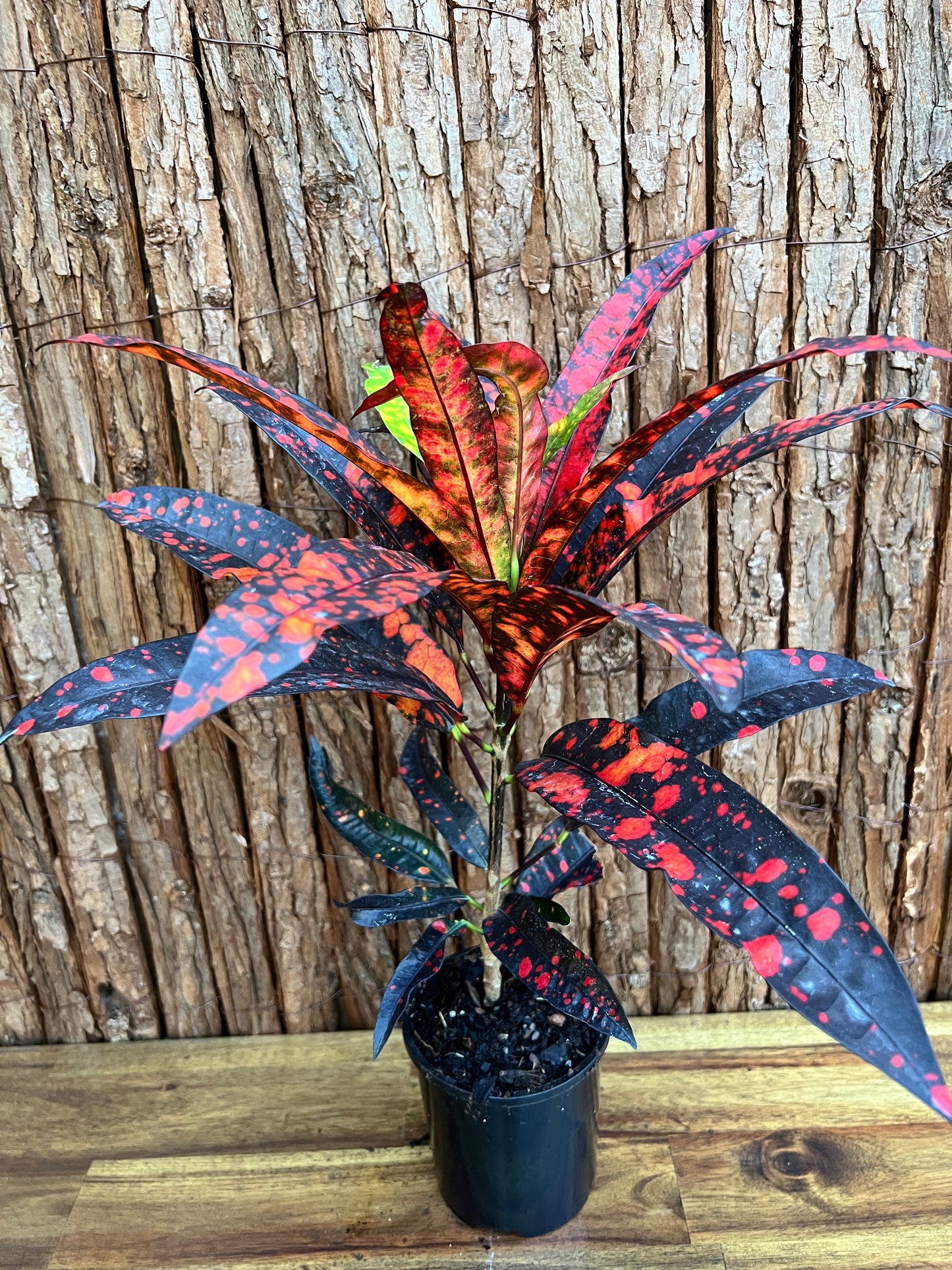 Croton Codiaeum Captain Kid B198