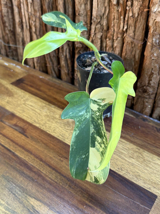 Philodendron Florida Beauty Variegata H42