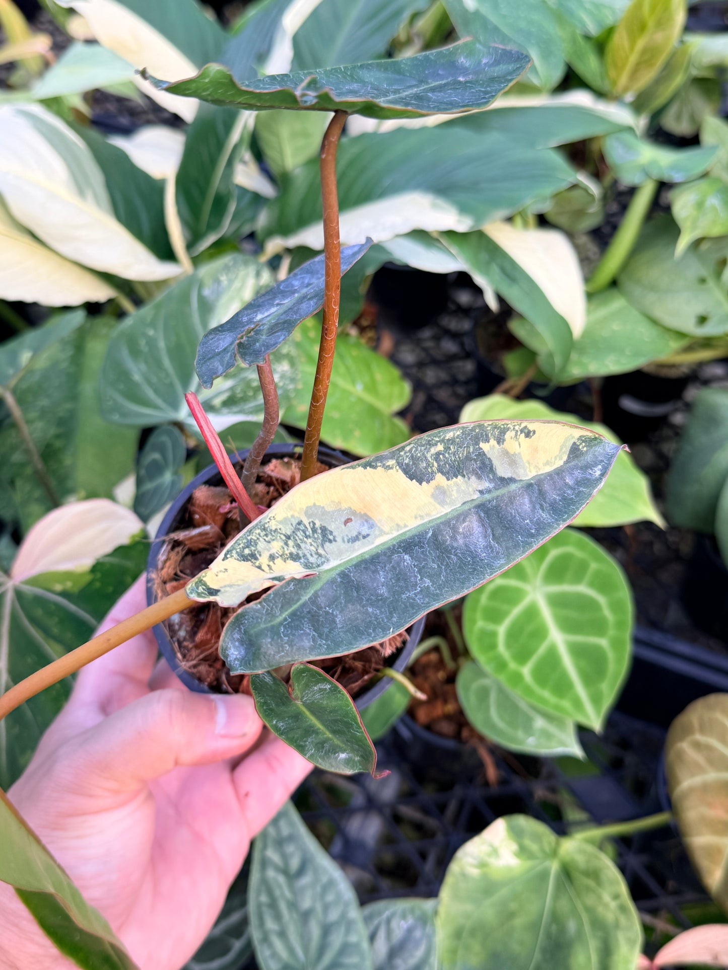 Philodendron 'Billietiae Variegata' N23