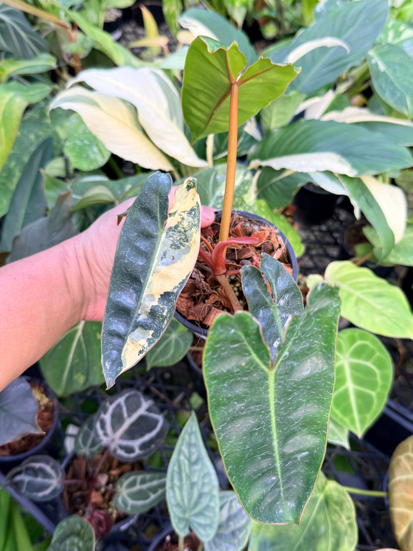 Philodendron 'Billietiae Variegata' N23