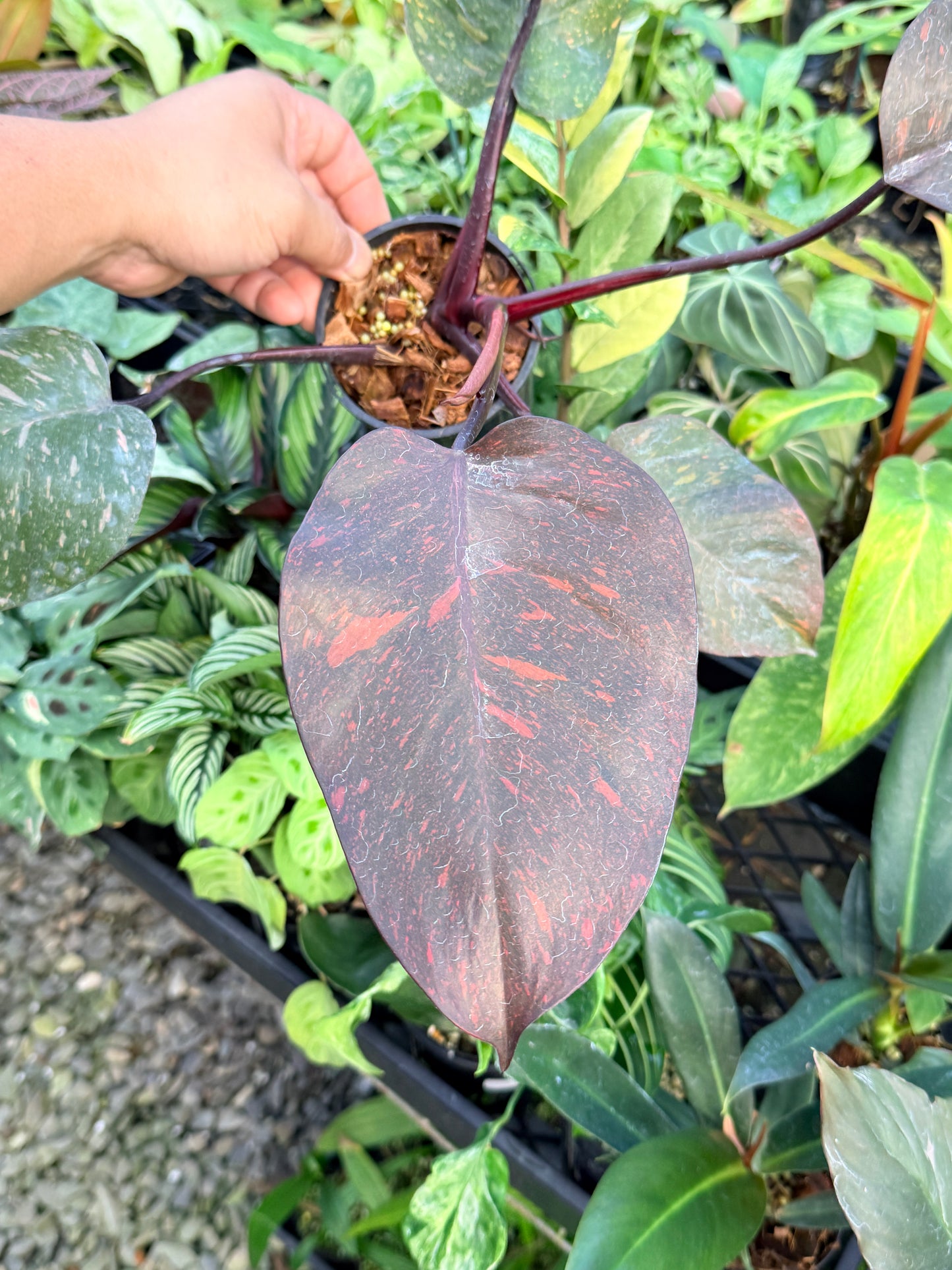Philodendron 'Orange Princess' N15