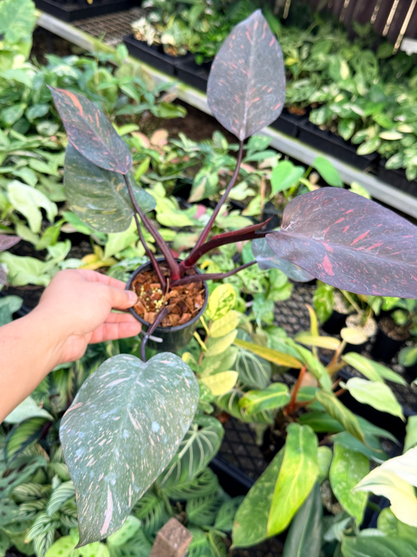 Philodendron 'Orange Princess' N15
