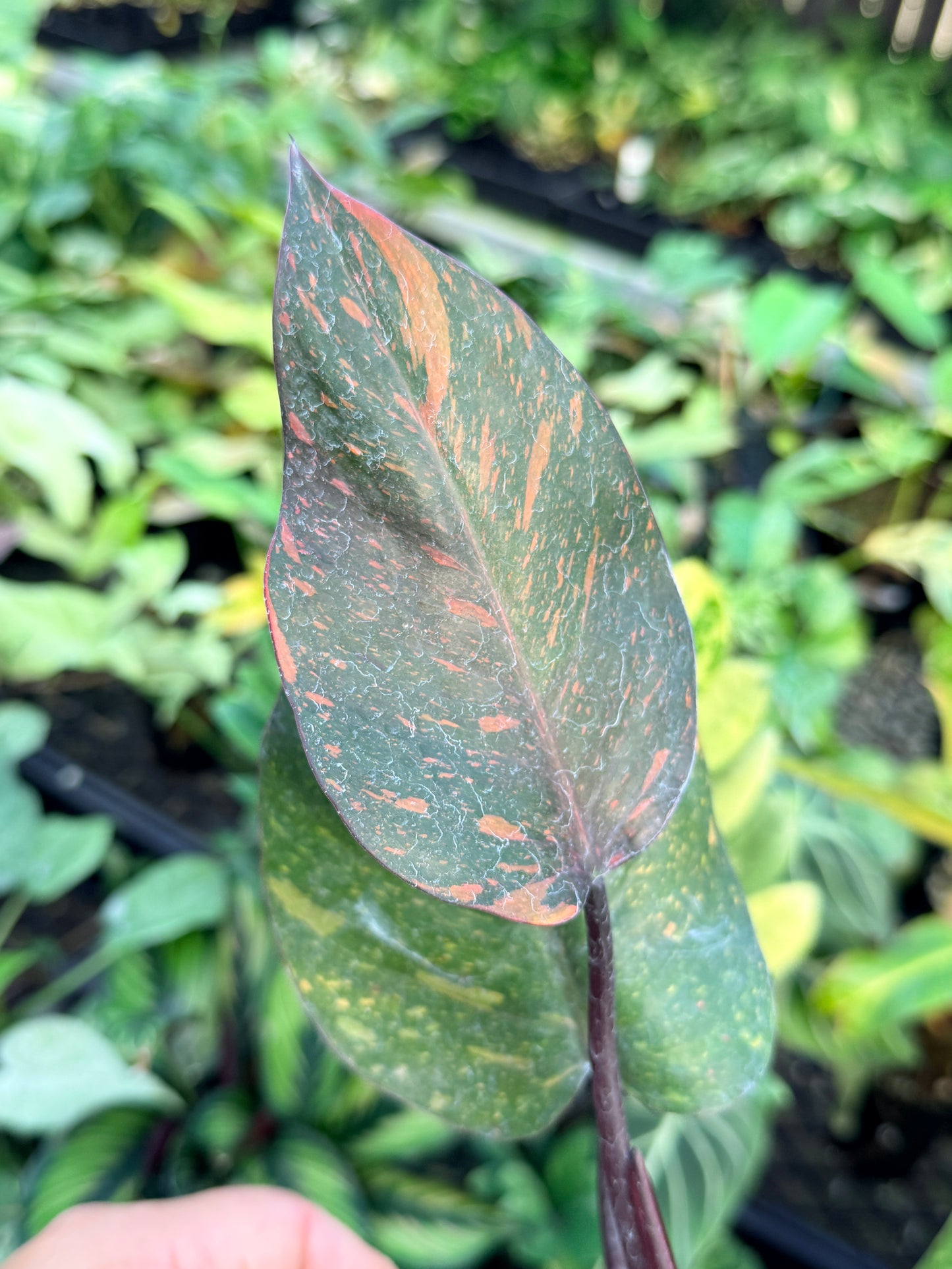 Philodendron 'Orange Princess' N15