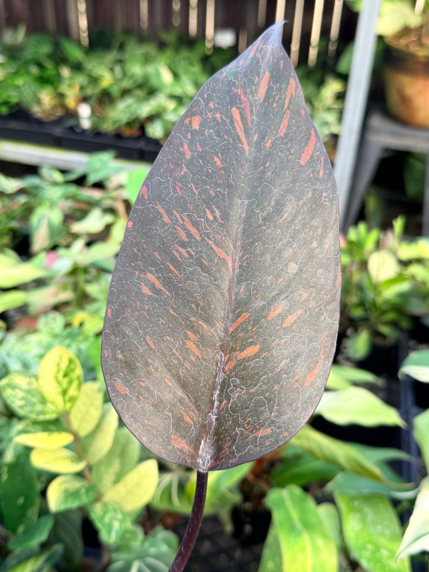 Philodendron 'Orange Princess' N15