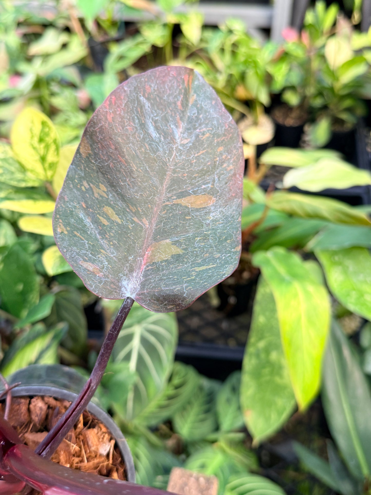 Philodendron 'Orange Princess' N15