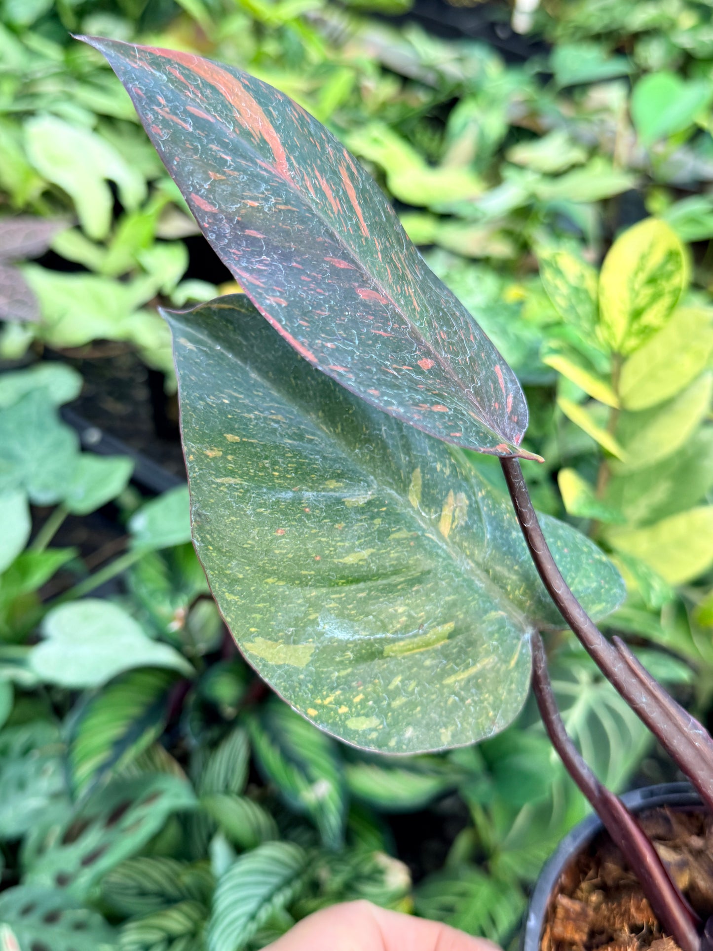 Philodendron 'Orange Princess' N15