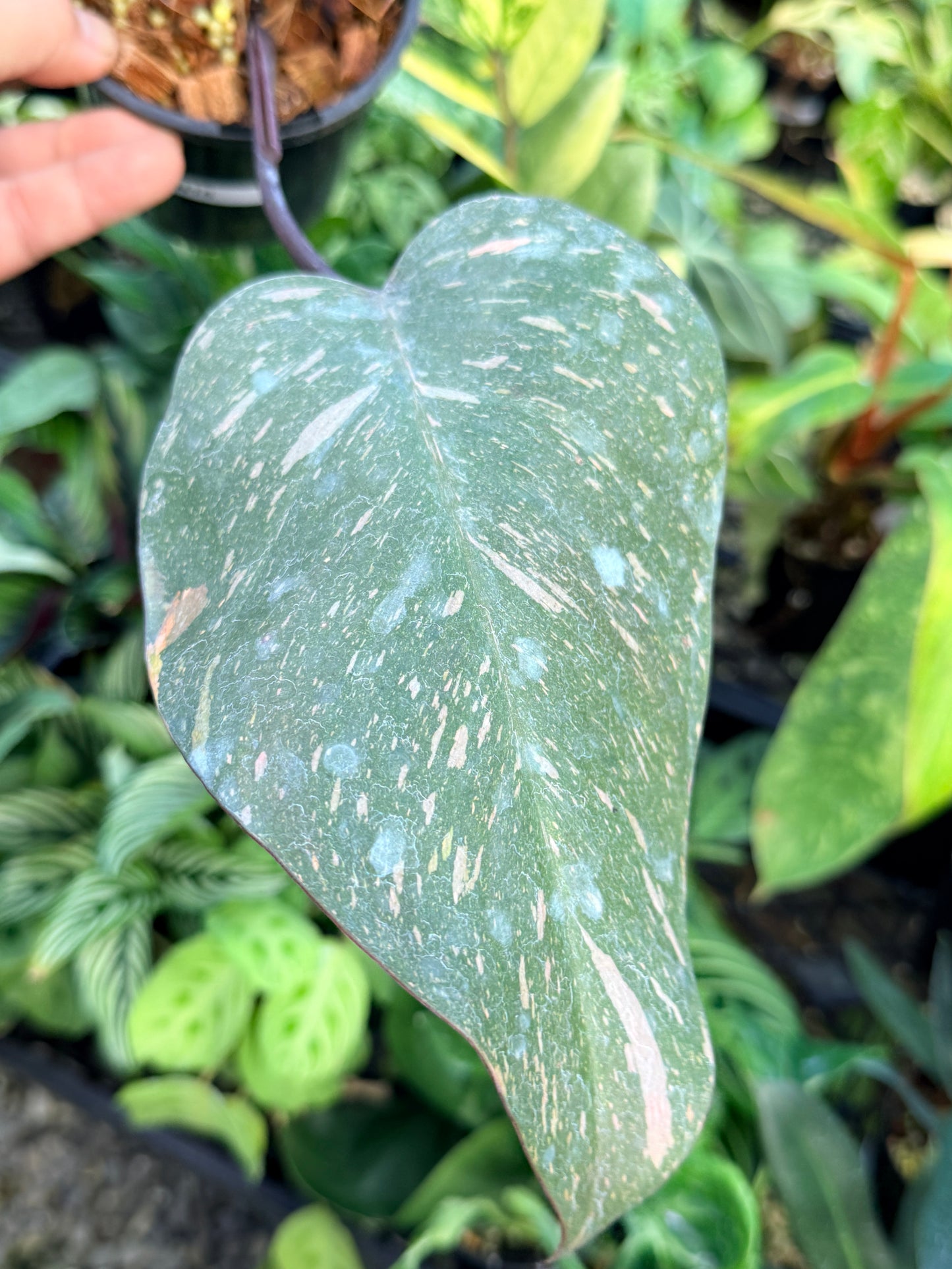 Philodendron 'Orange Princess' N15