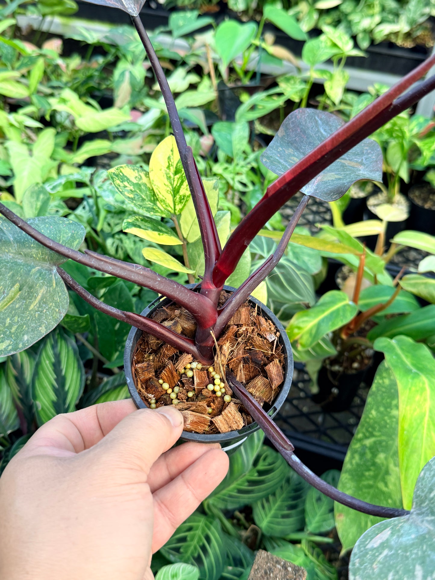 Philodendron 'Orange Princess' N15