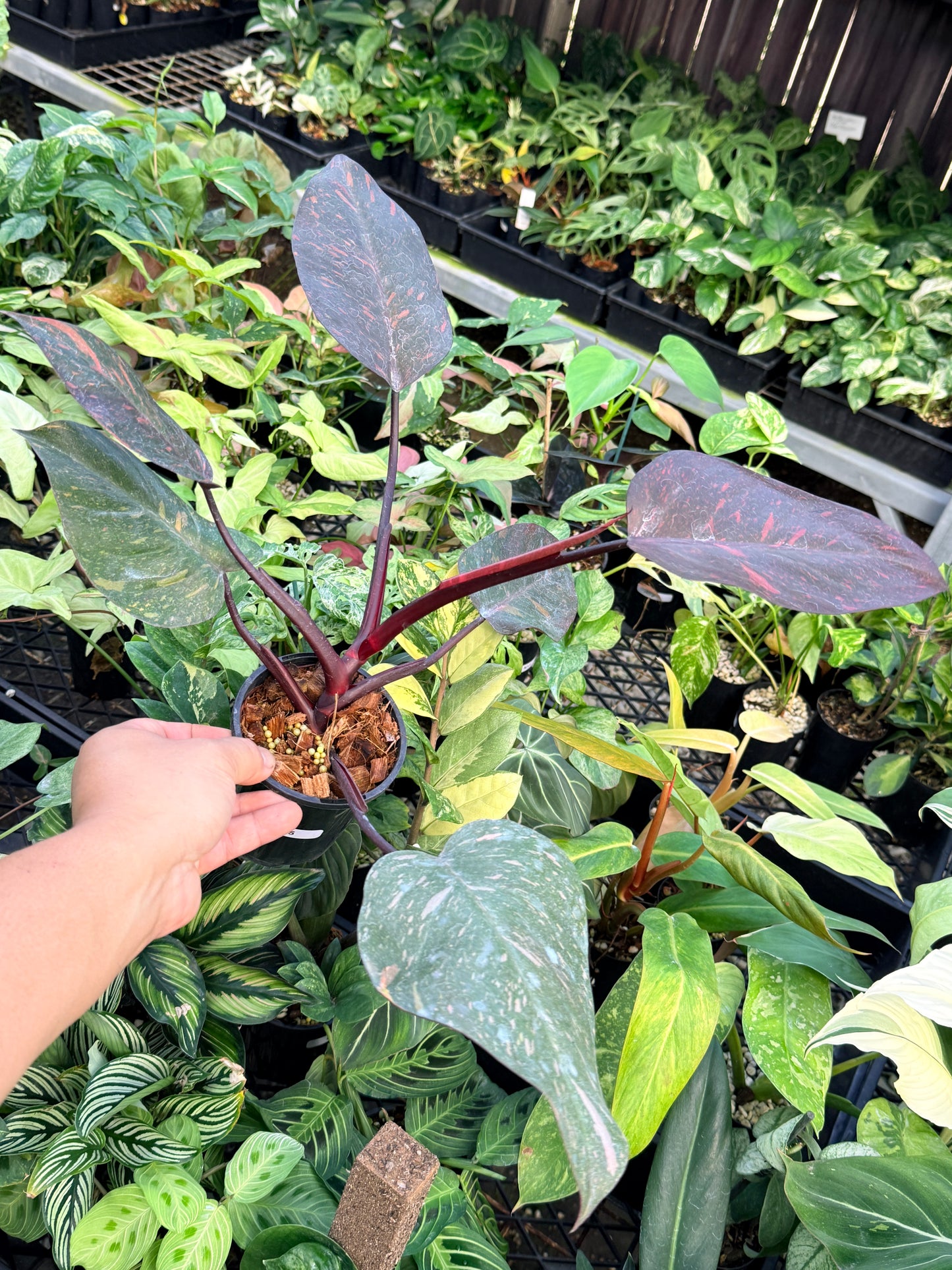 Philodendron 'Orange Princess' N15